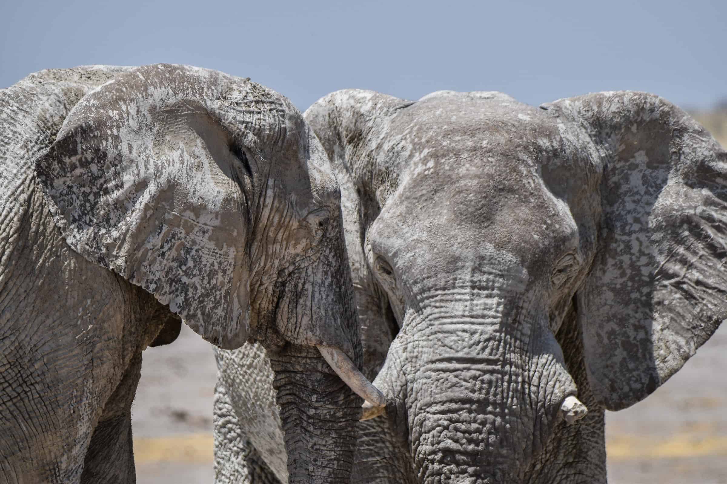 etosha national park wildlife namibia elephants