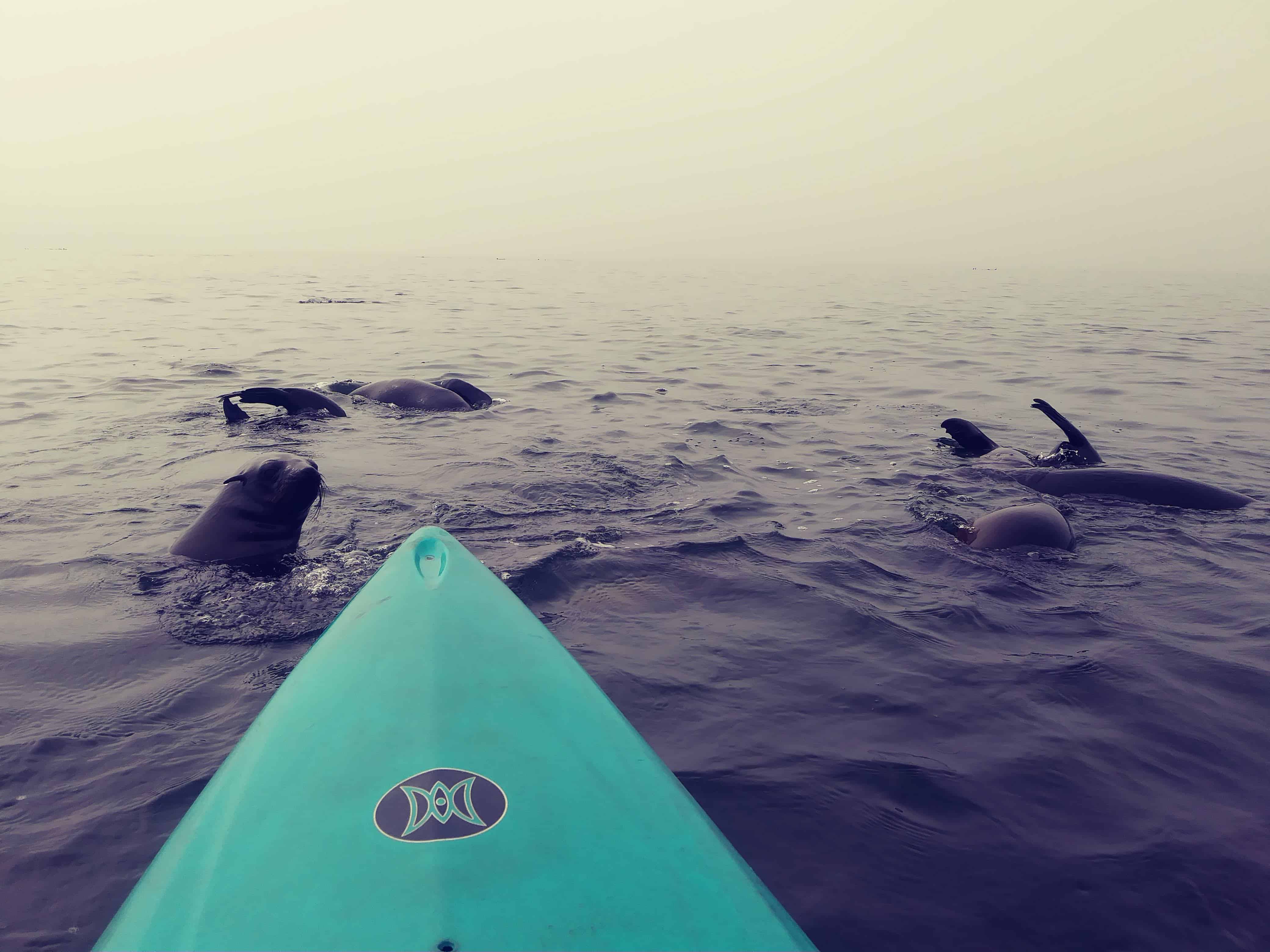 walvis bay namibia pelican point kayak seals