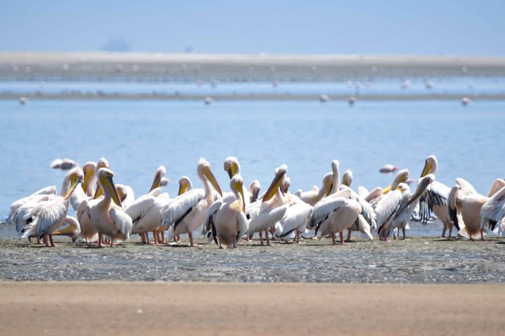 walvis bay namibia pelican point