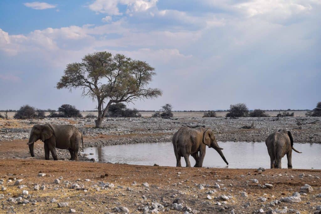 etosha national park wildlife namibia elephants water hole