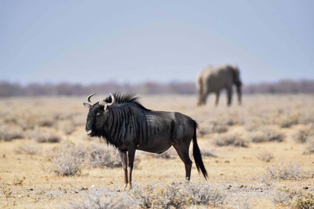 etosha national park wildlife namibia wildebeest and elephant