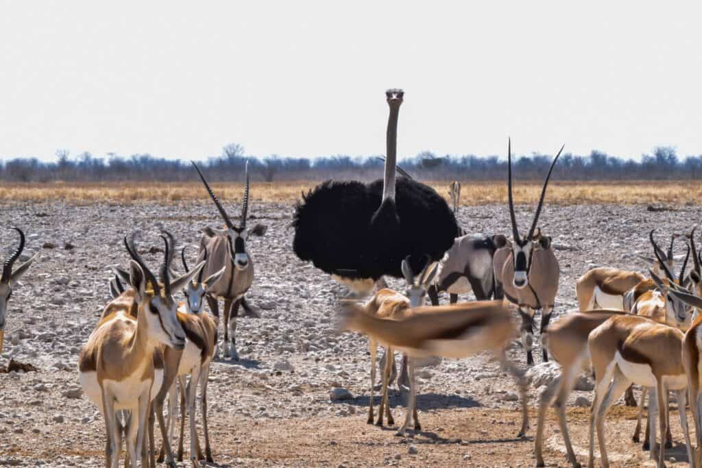 etosha national park wildlife namibia antelopes