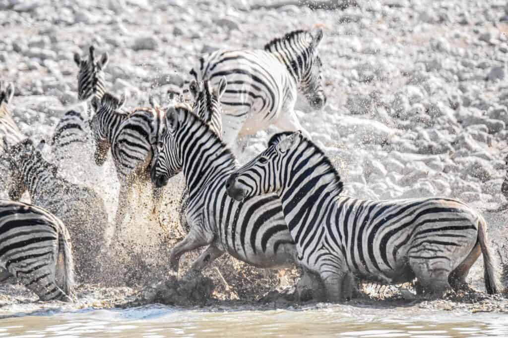 etosha national park wildlife namibia zebras water hole