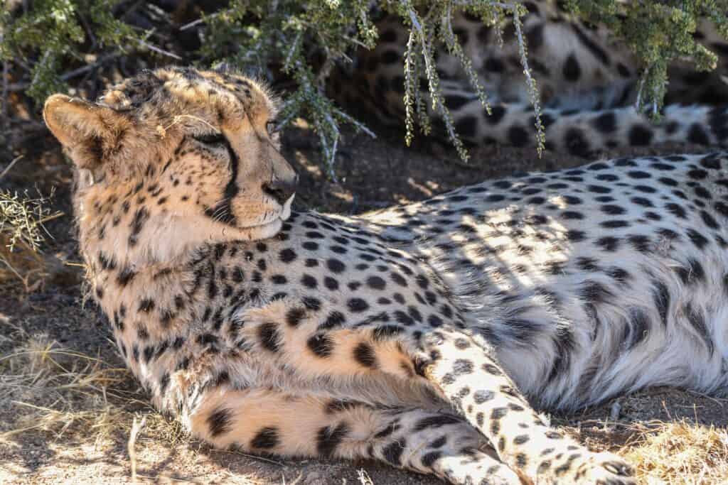 Solitaire namibia wildlife cheetah sanctuary
