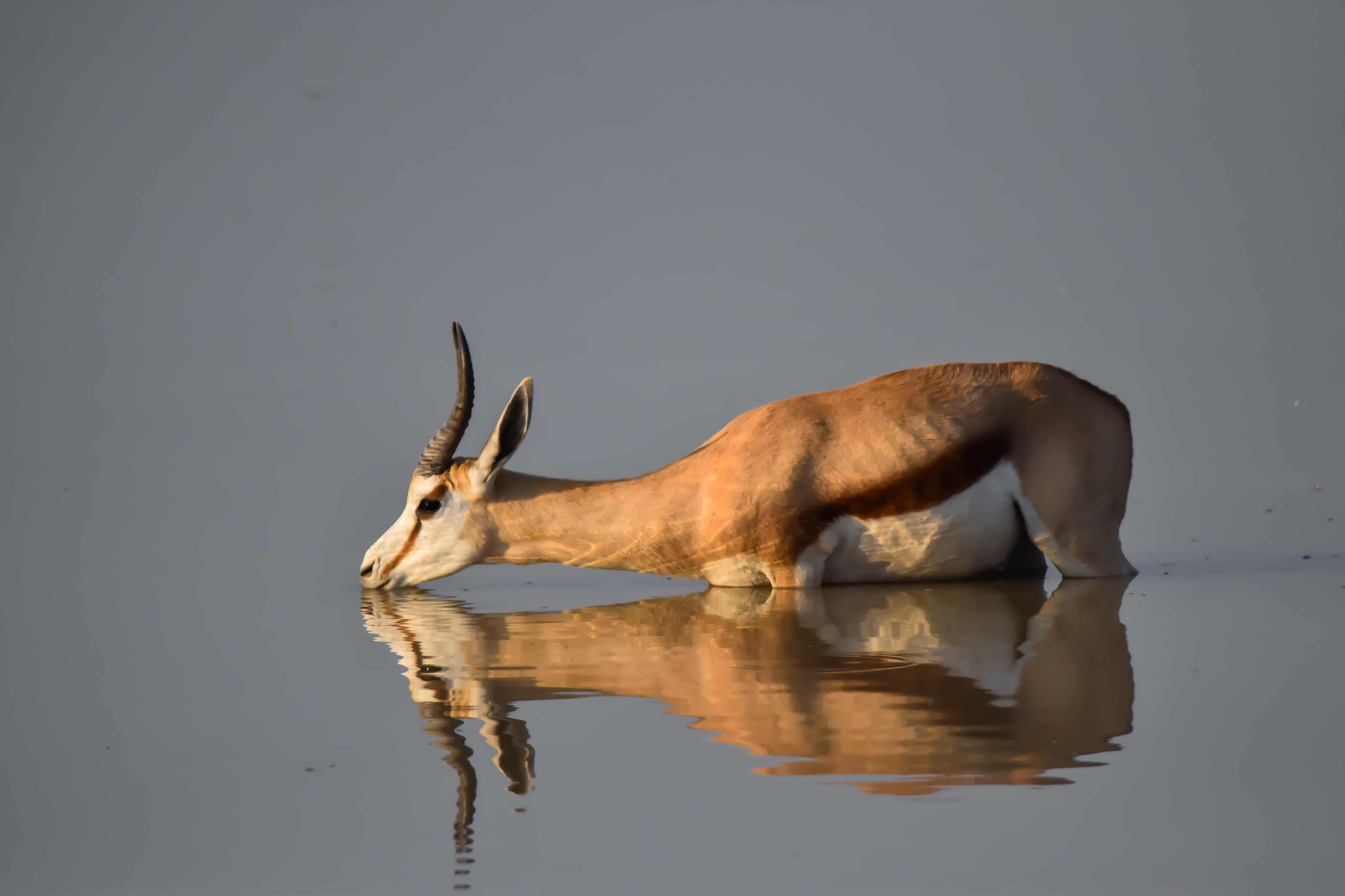 etosha national park wildlife namibia springbok waterhole