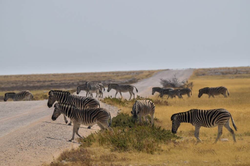 etosha national park wildlife namibia zebras