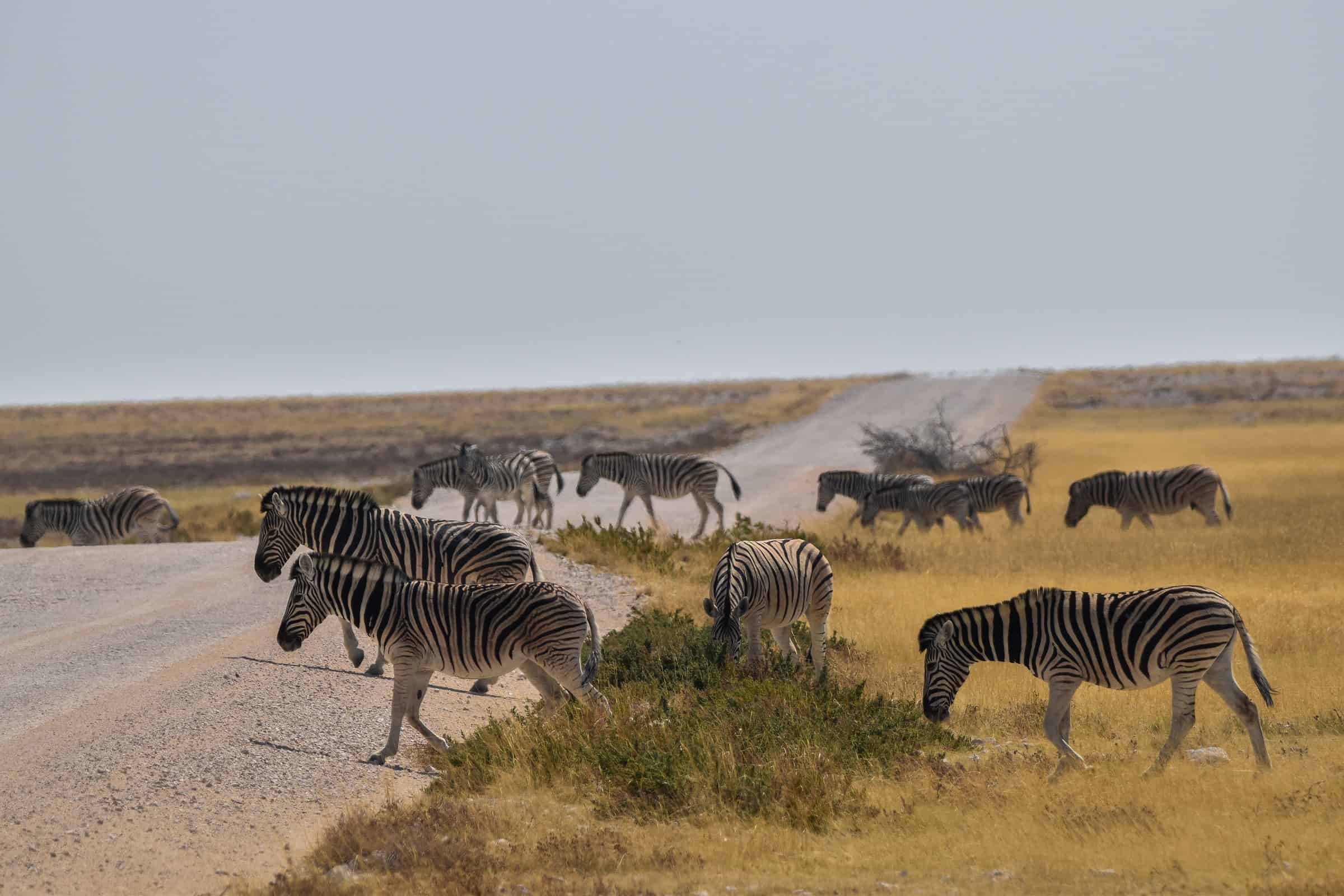 etosha national park wildlife namibia zebras