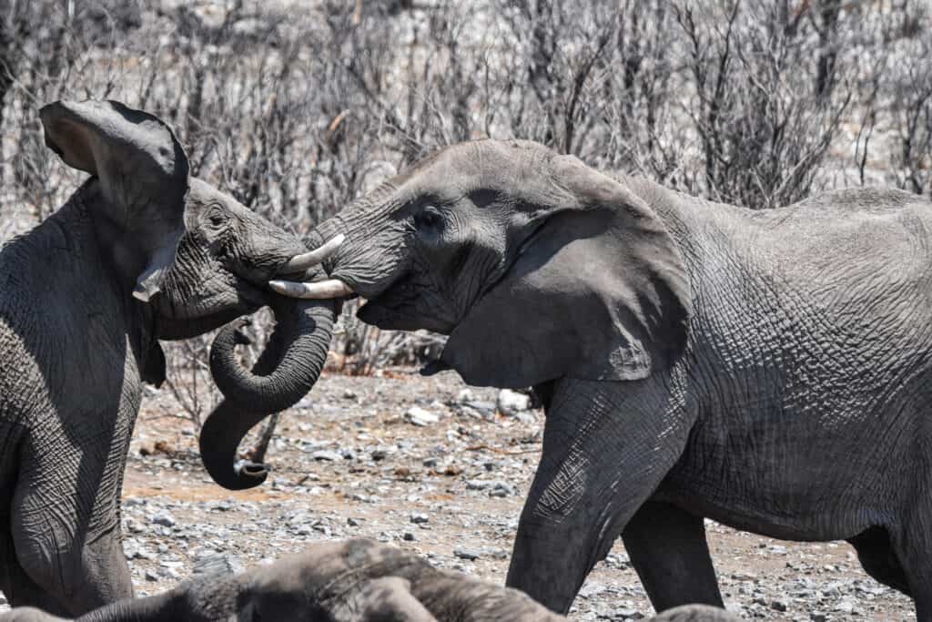 etosha national park wildlife namibia elephants