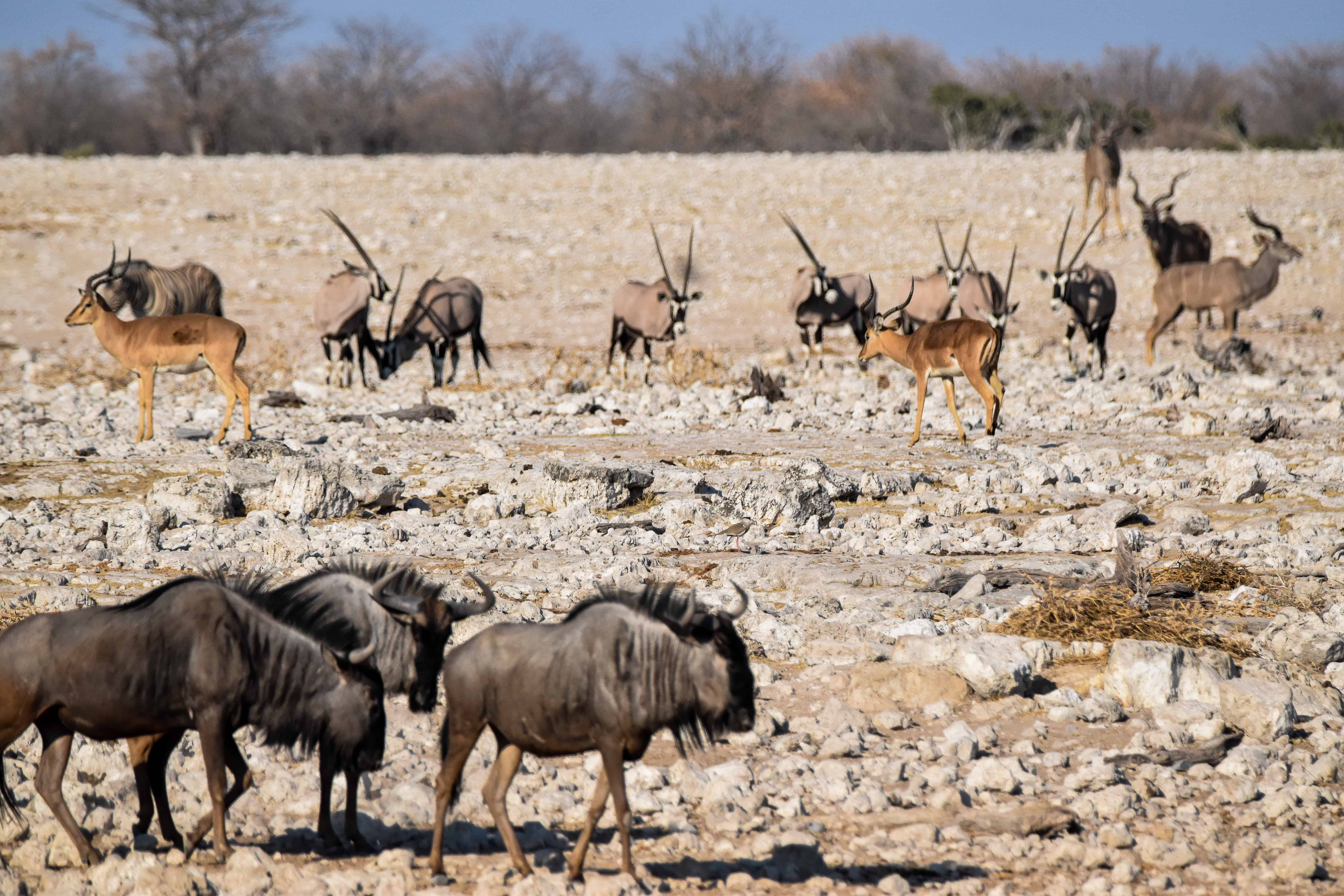 etosha national park wildlife namibia wildebeest