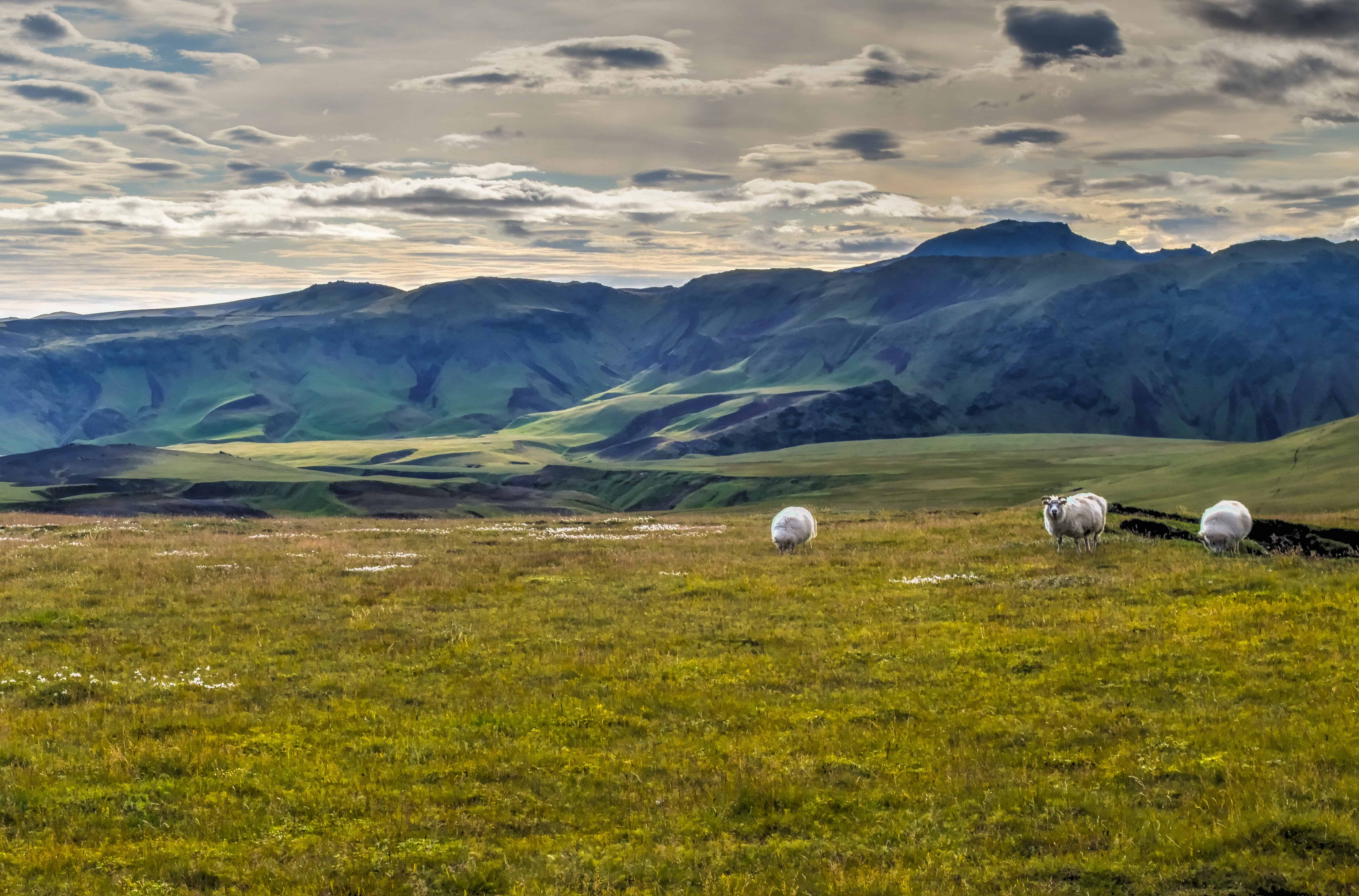 drive to Þakgil sheep scenery