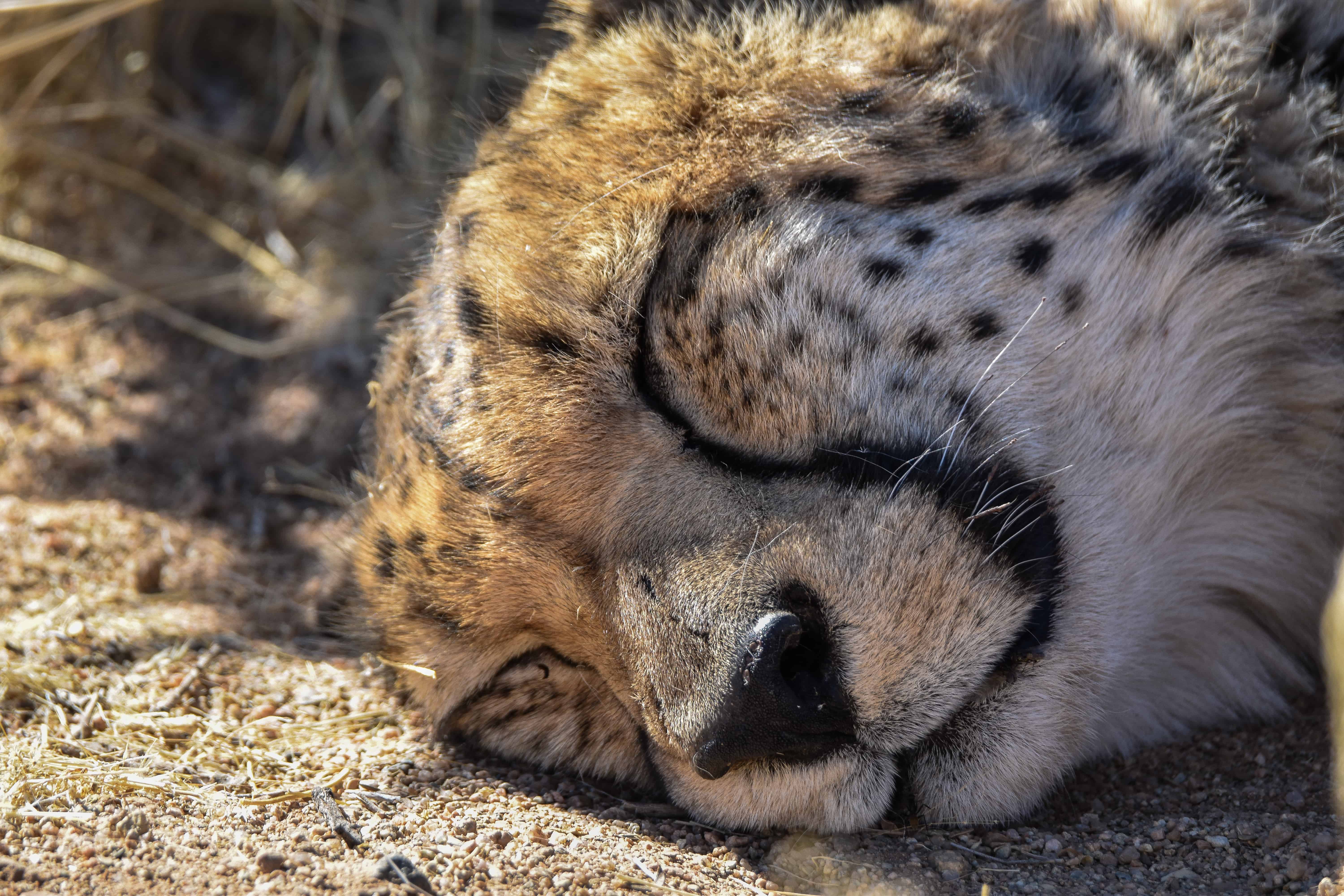 Solitaire namibia wildlife cheetah sanctuary