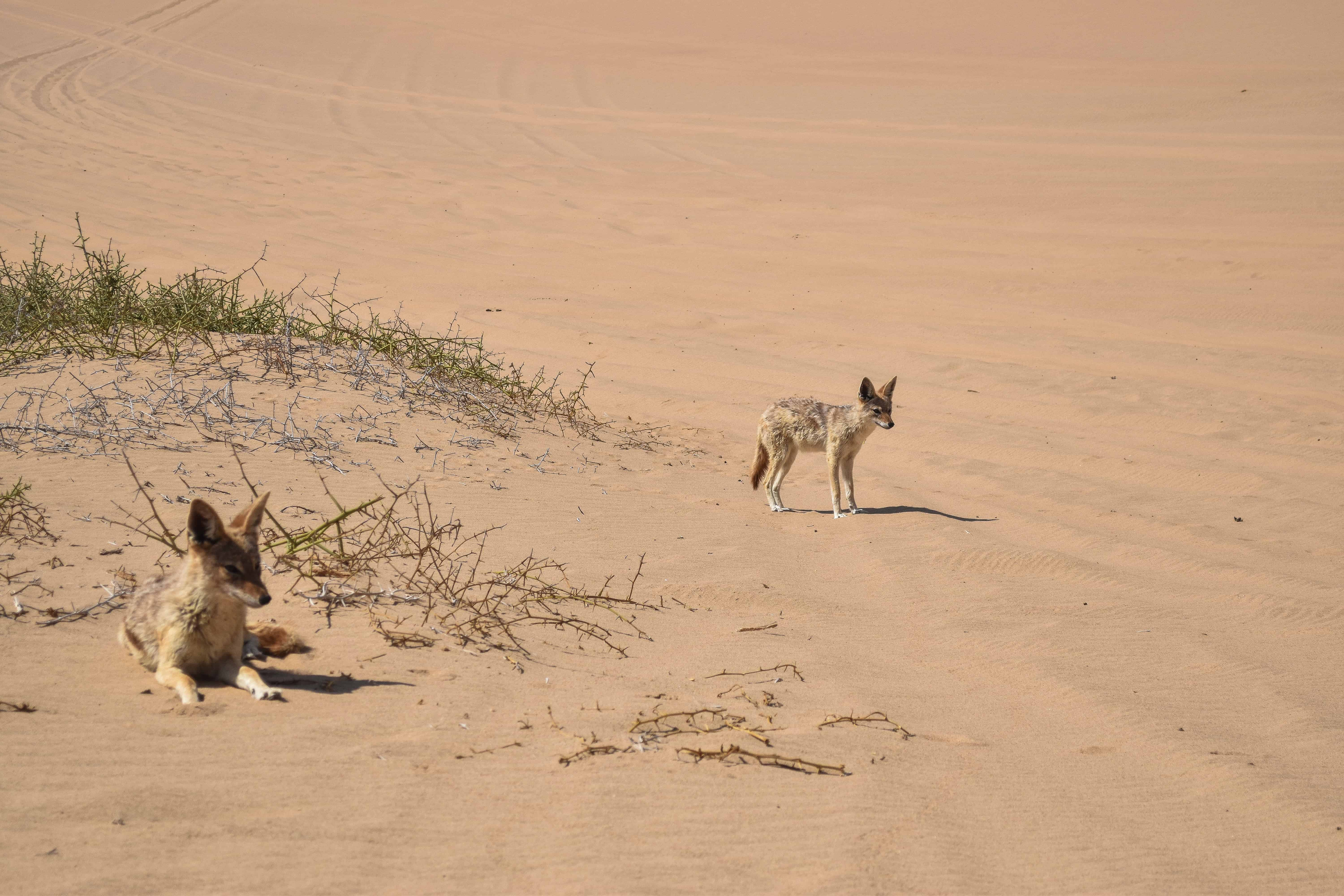 desert jackals Sandwich Harbour dunes namibia