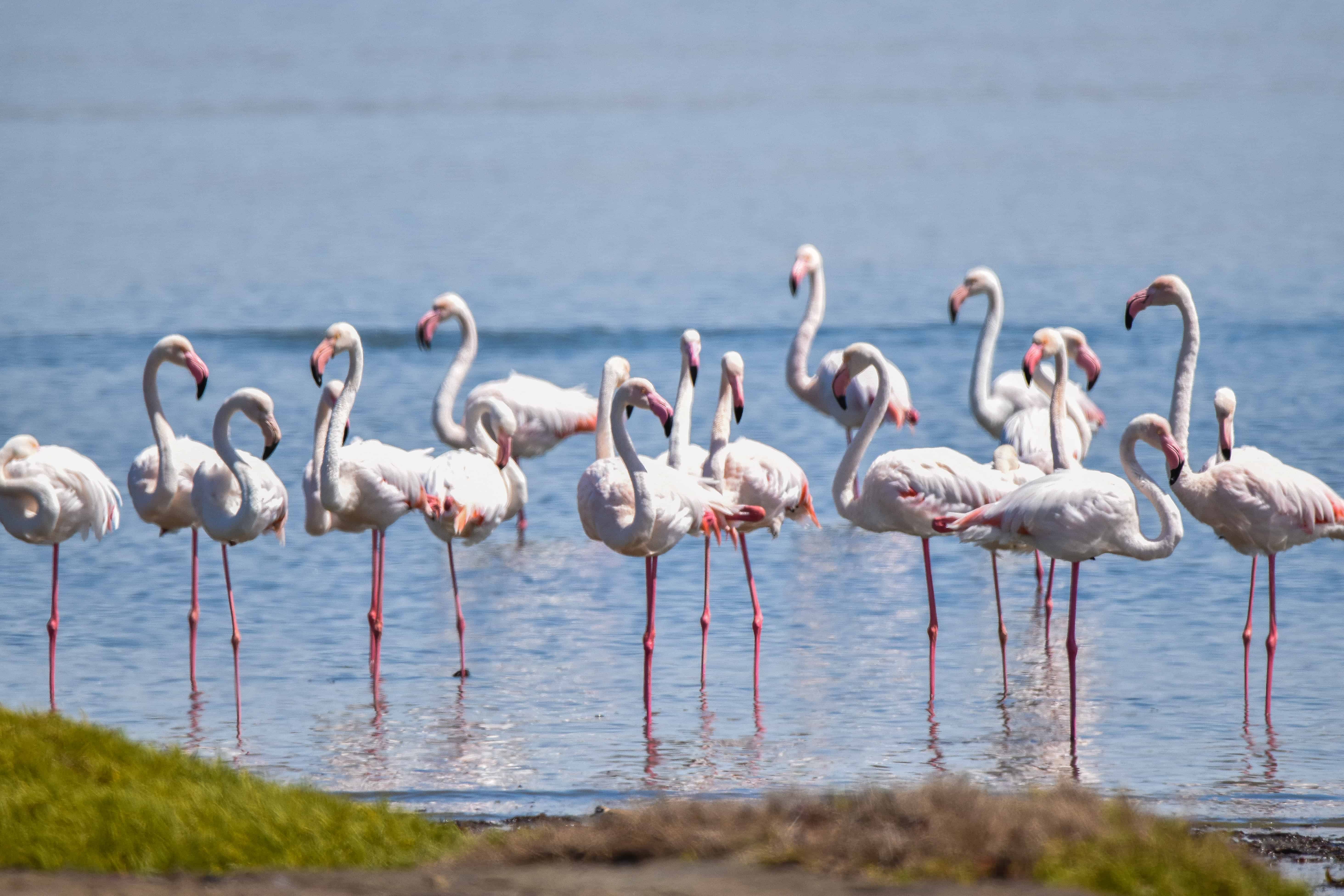 flamingos luderitz namibia coasta travel