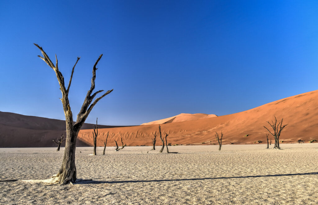 deadvlei national park namib namibia desert trees
