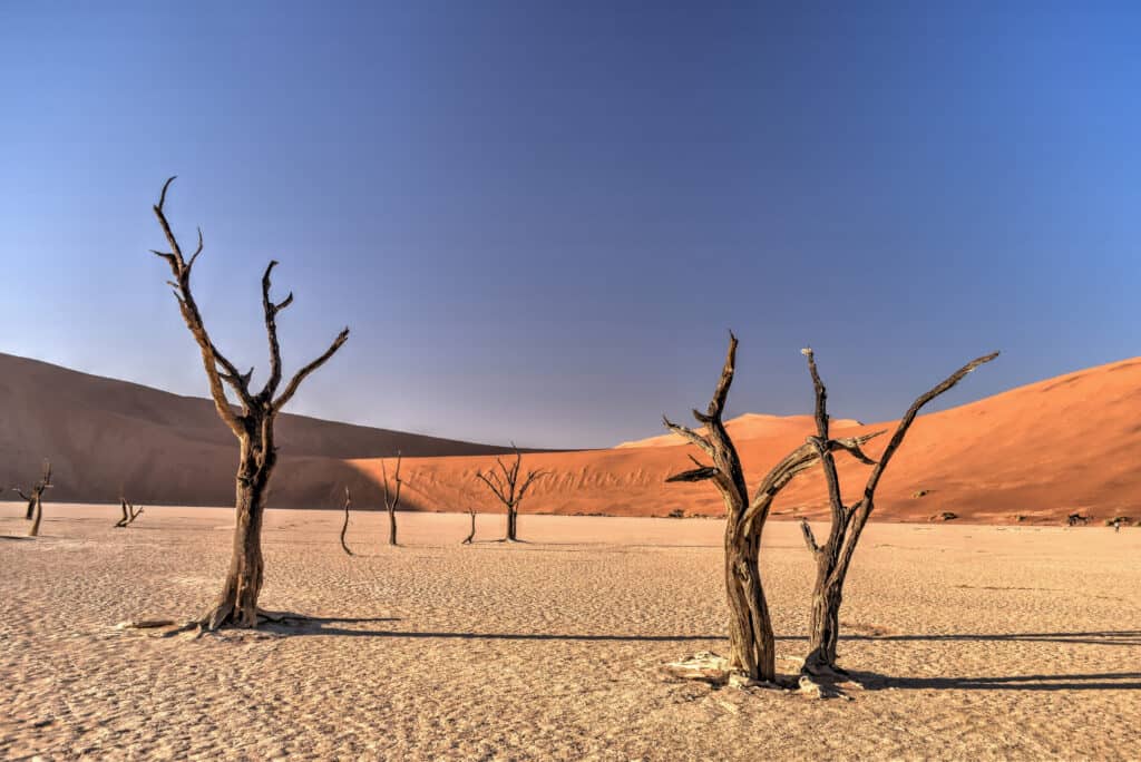 deadvlei national park namib namibia desert trees