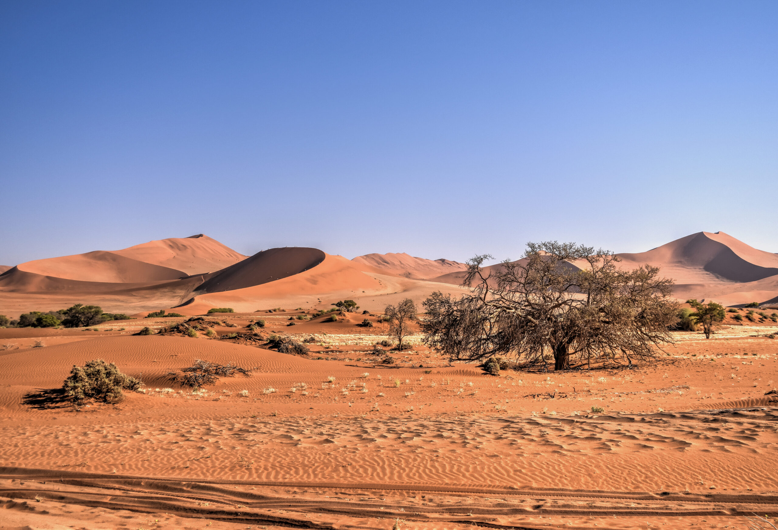nambia sossusvlei giant dunes national park tree