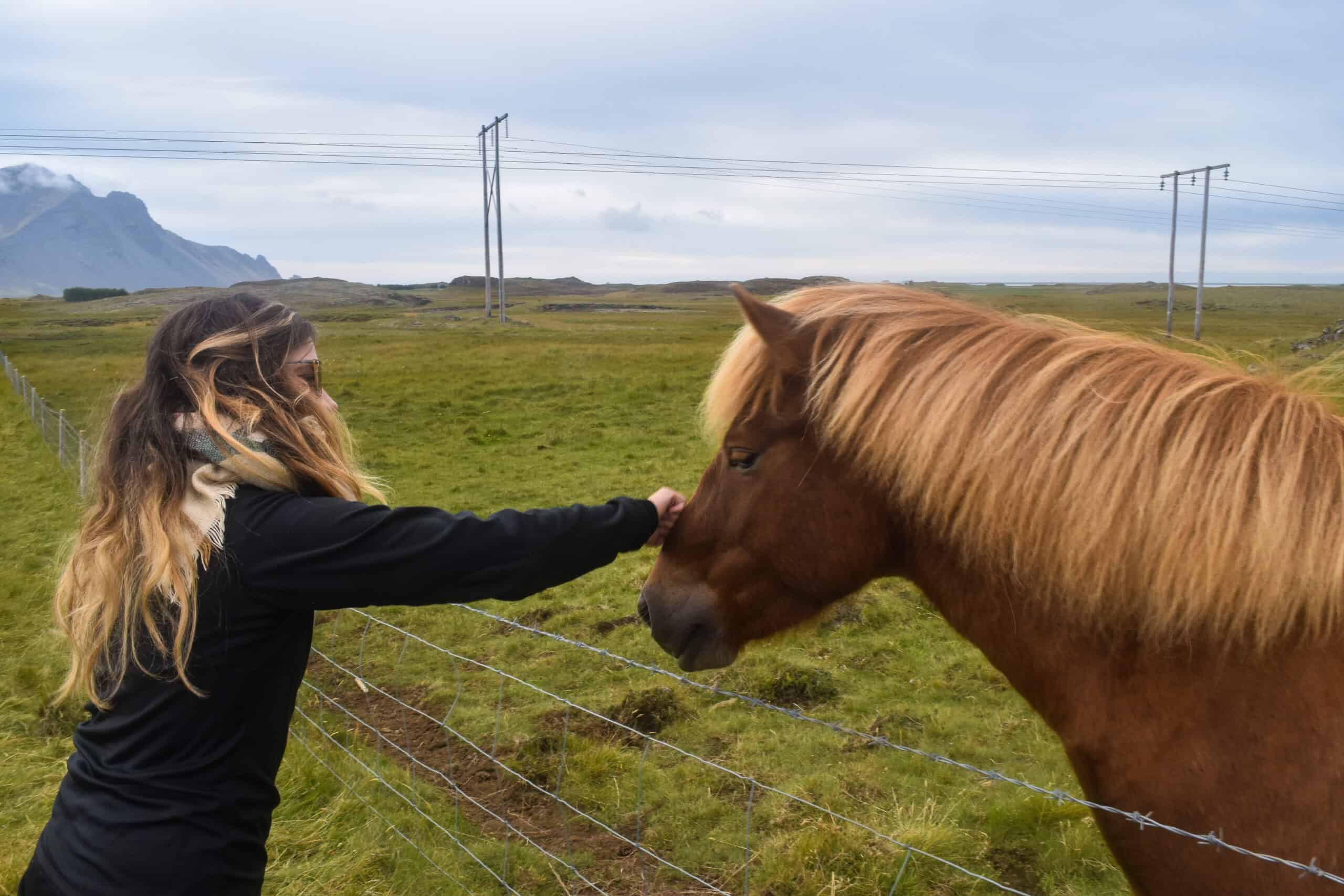 eastfjord iceland horses