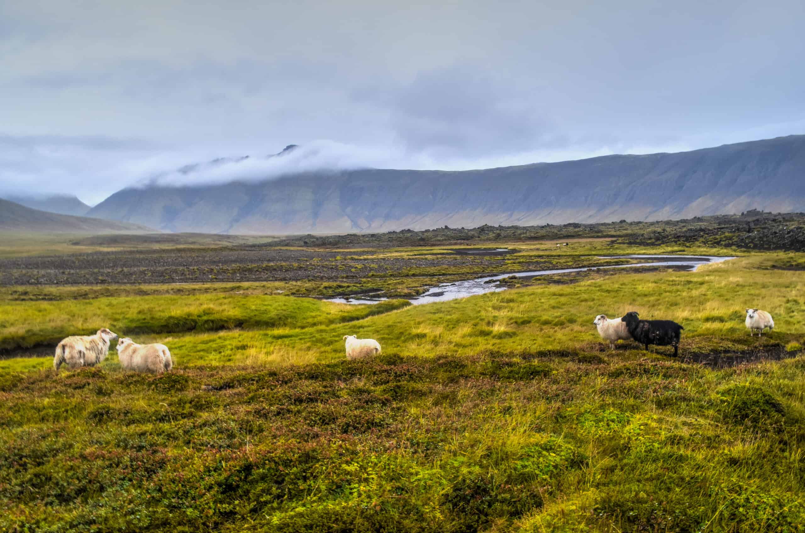 Berserkjahraun lava field Snæfellsnes iceland sheep