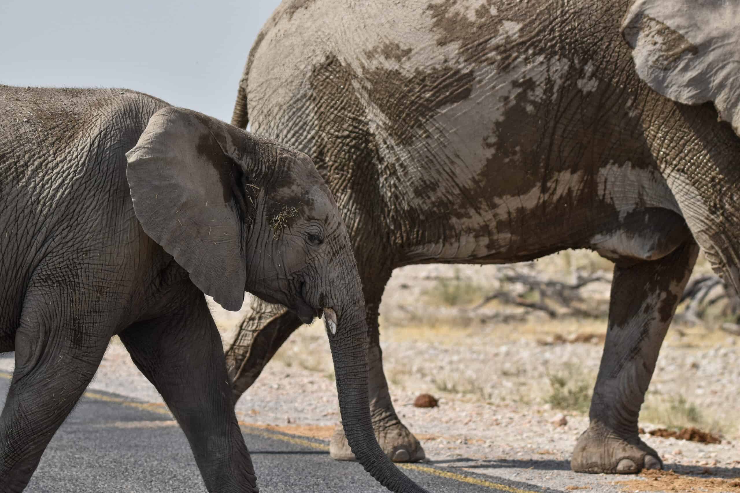 elephants road etosha