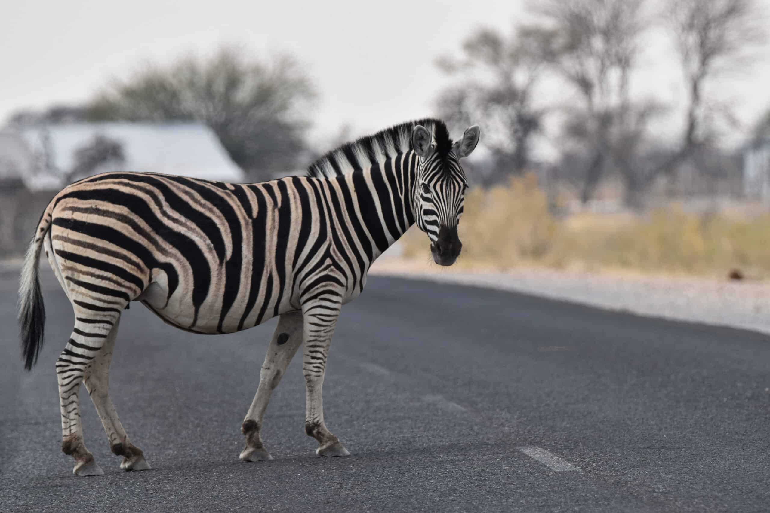 zebra road etosha namibia