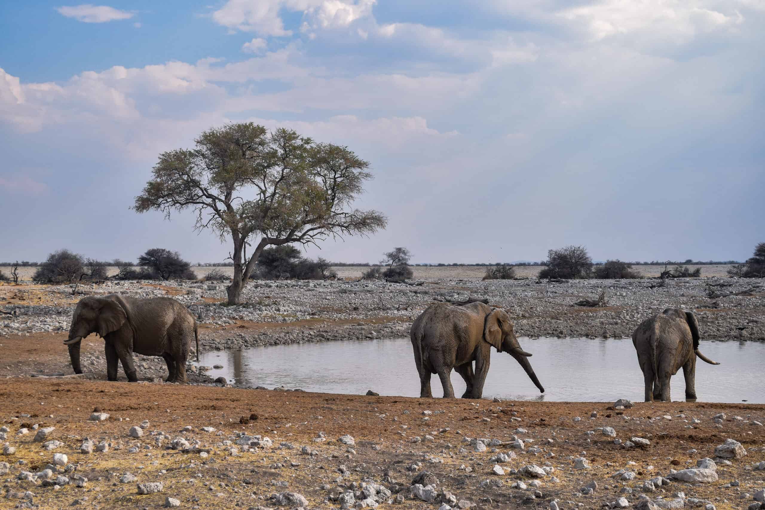 okaukuejo waterhole namibia elephant