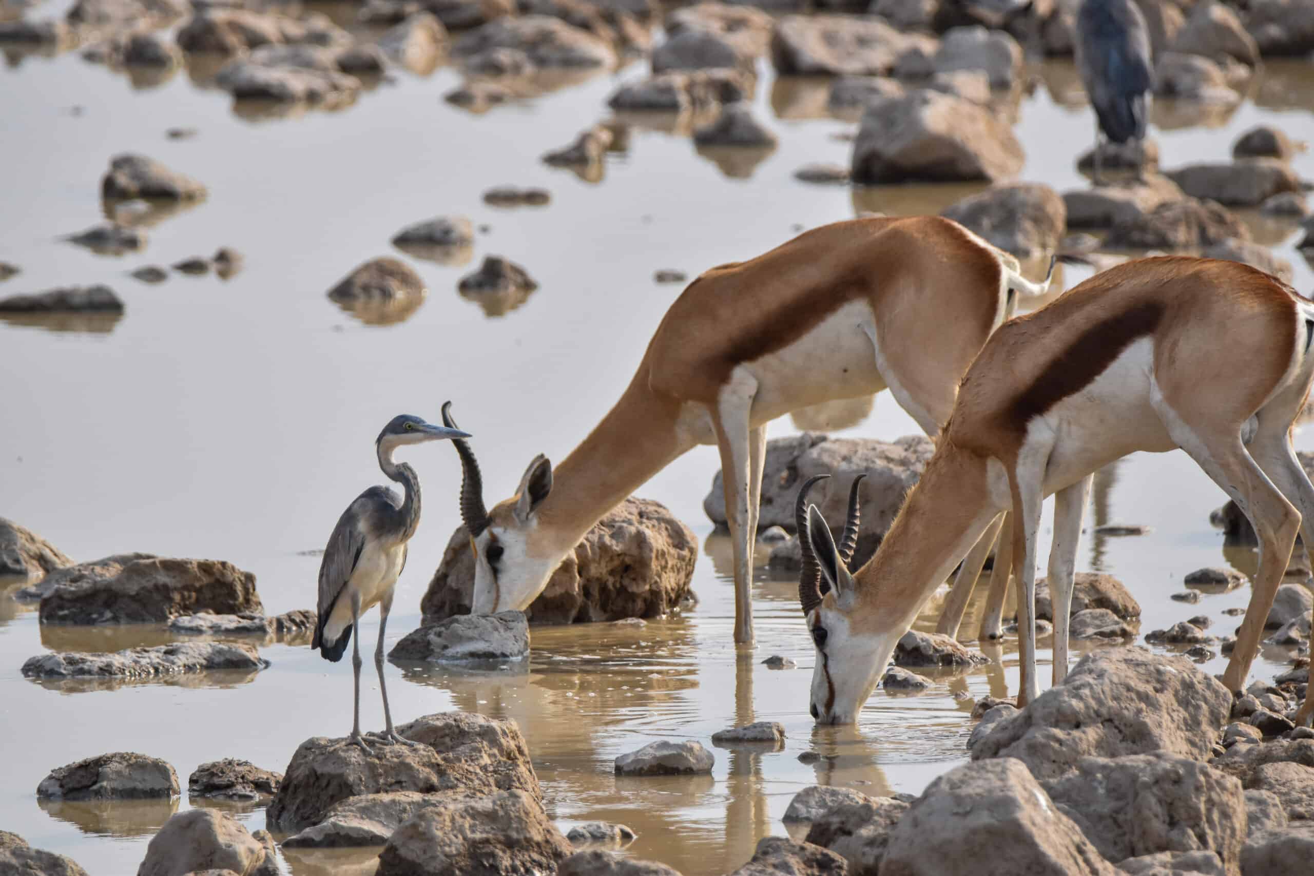 okaukuejo waterhole namibia springbok