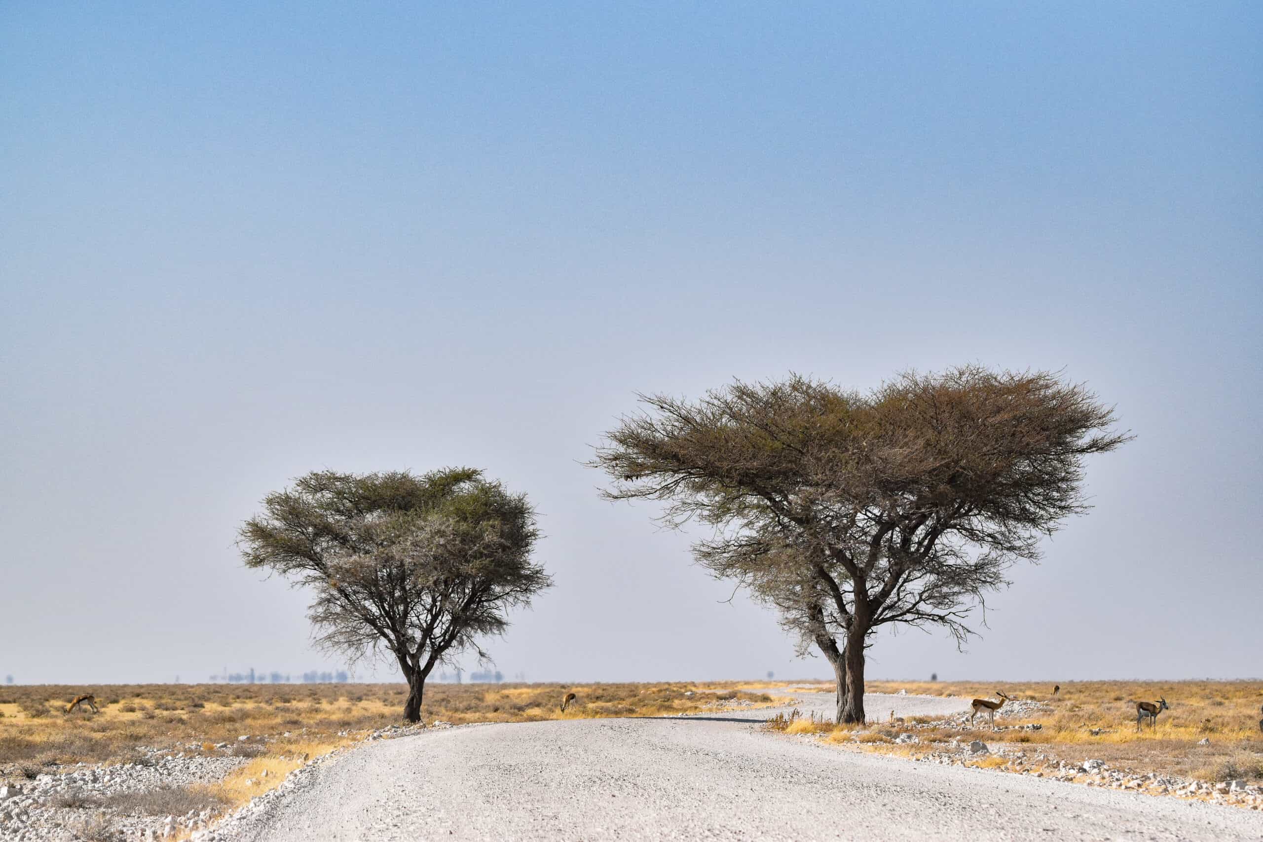 Two-week Namibia self-drive road trip itinerary