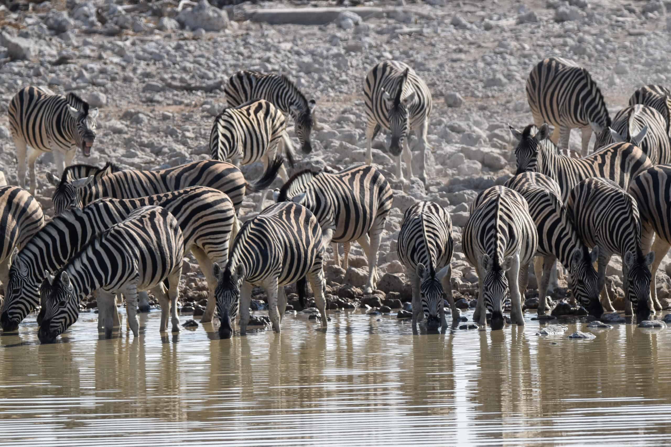 okaukuejo waterhole namibia zebra