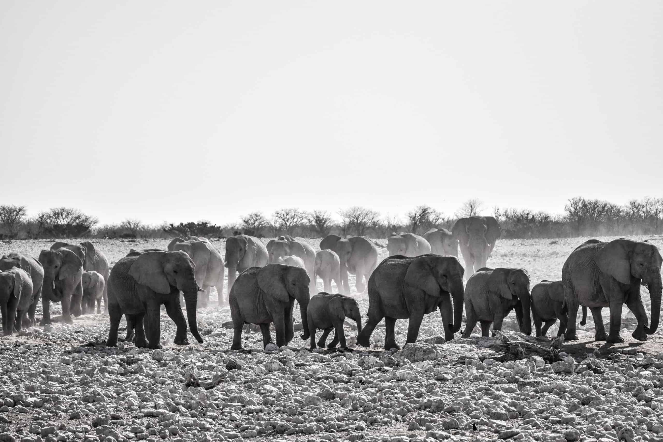 elephants road namibia