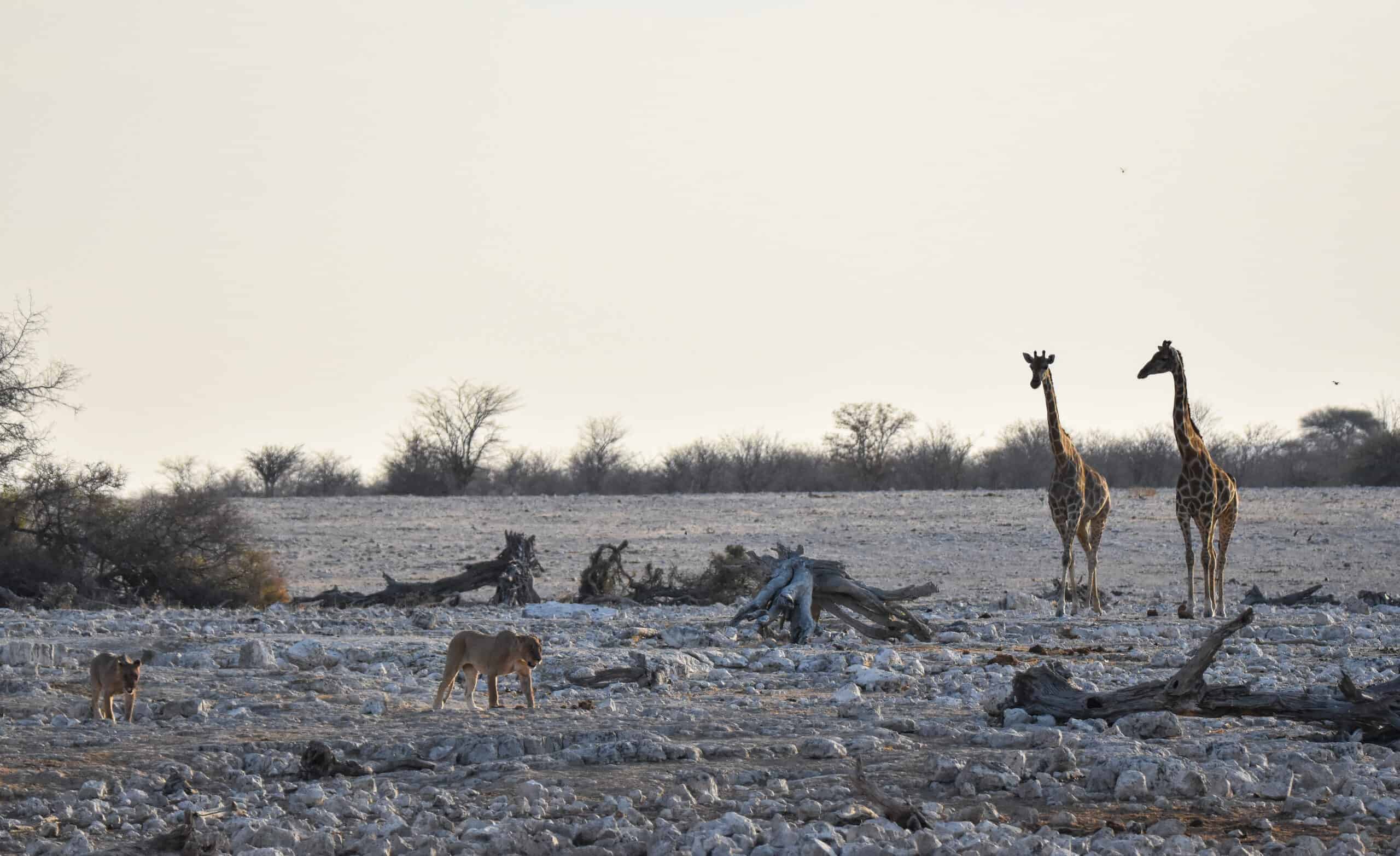 lion giraffe etosha namibia okaukuejo