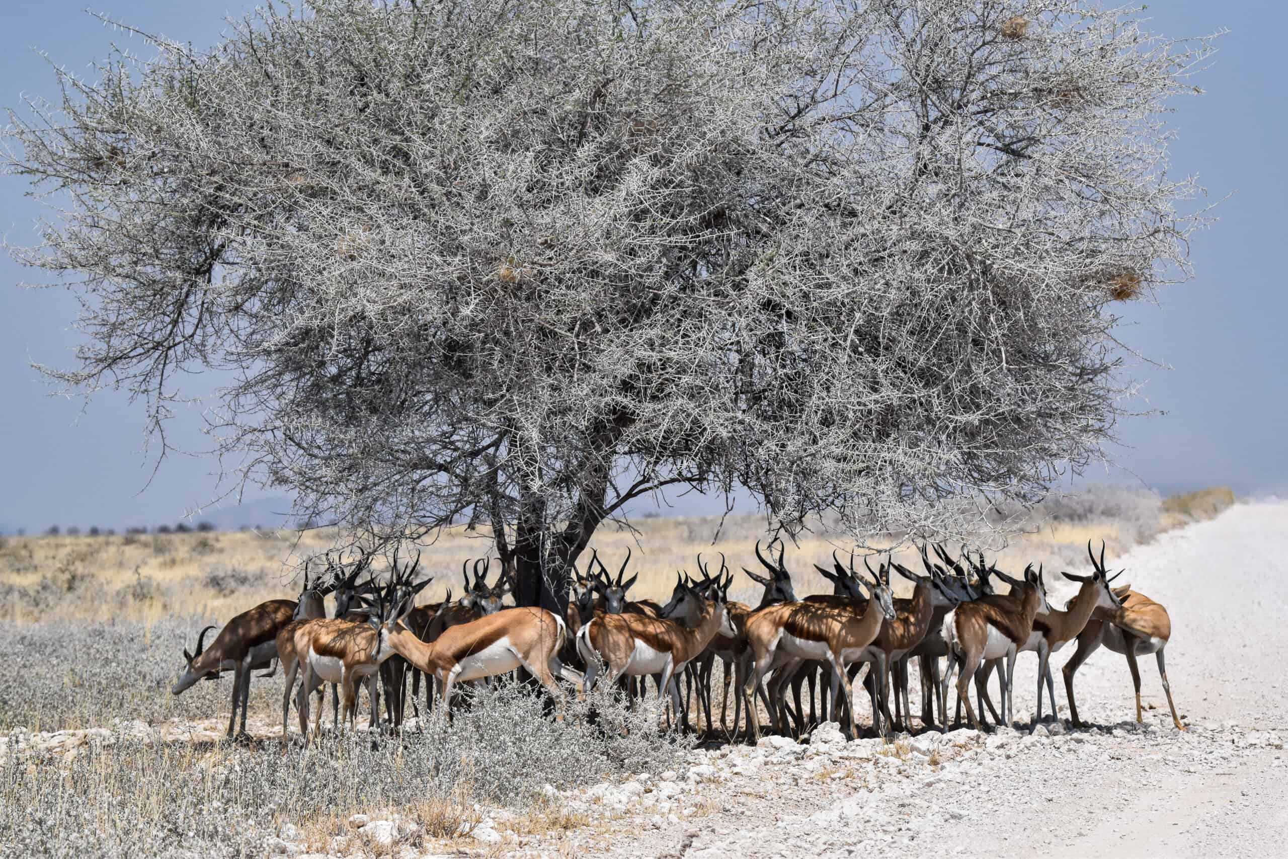 springboks road namibia