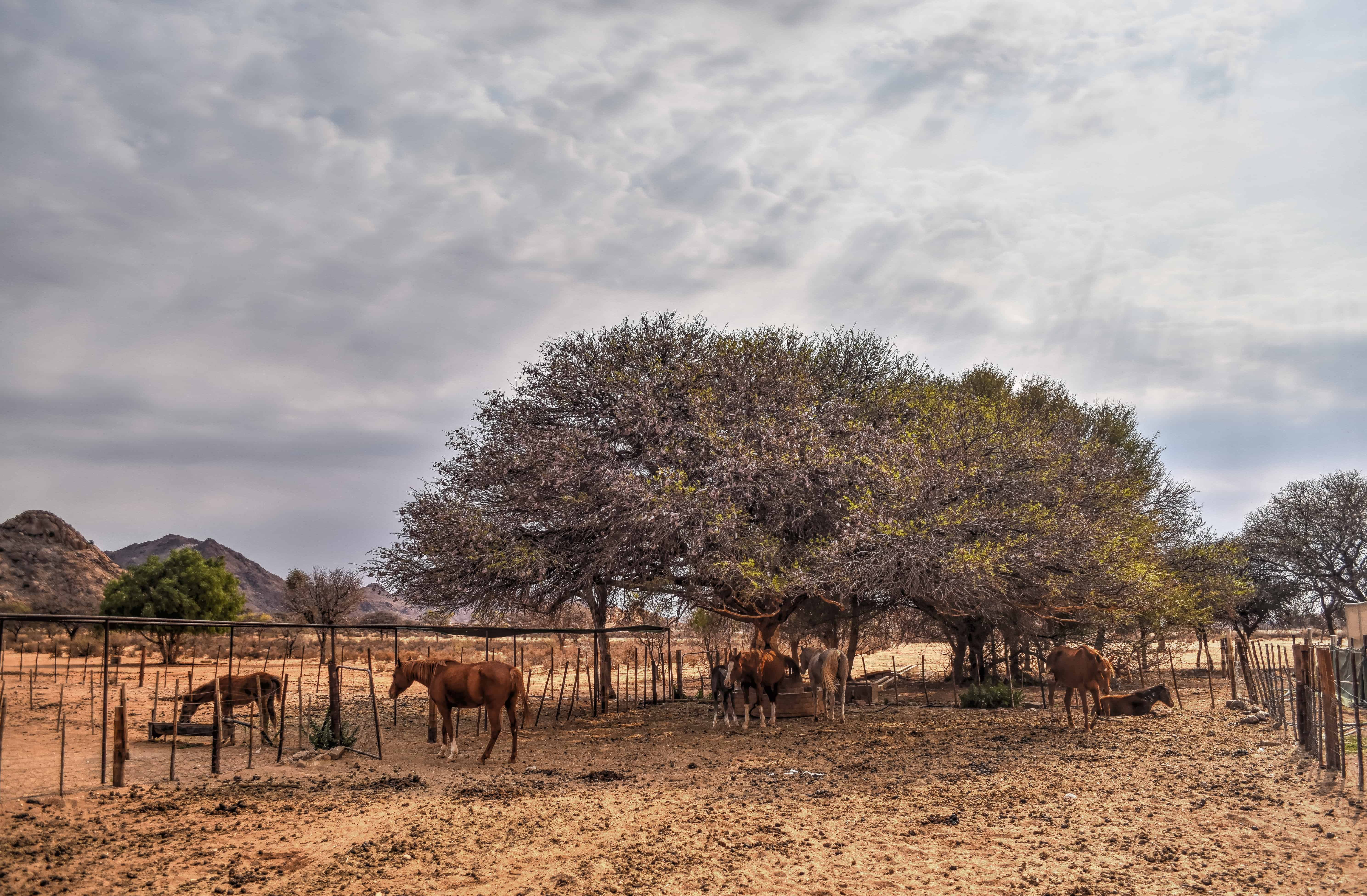 grunau savanna guest farm namibia