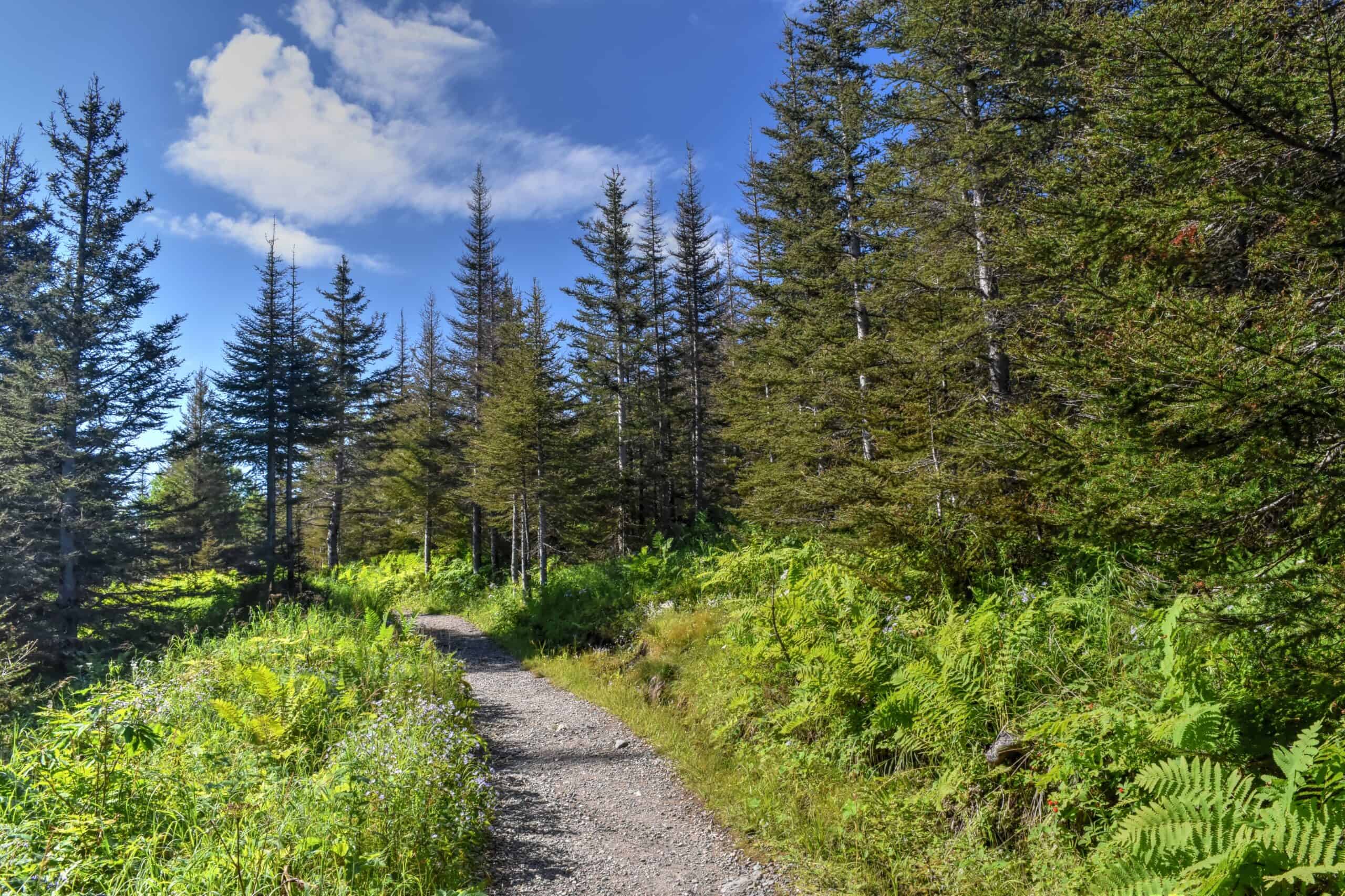Ernest-Laforce hiking trail gaspésie national park