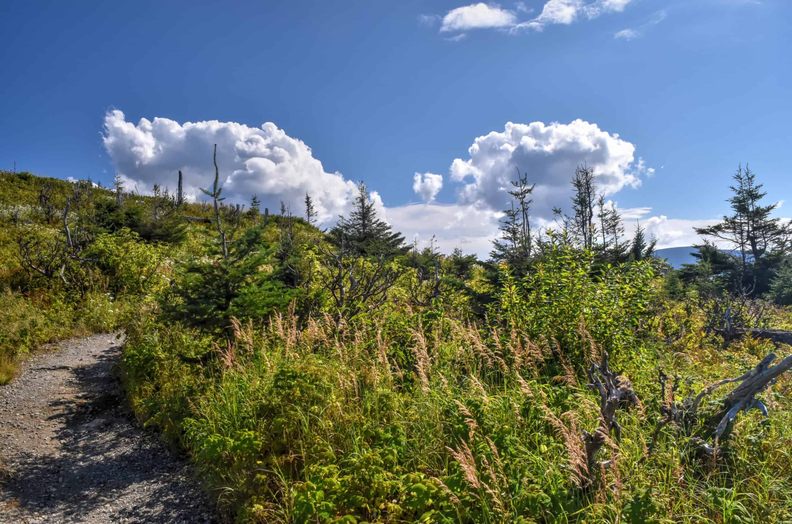 Ernest-Laforce hiking trail gaspésie national park wildflowers
