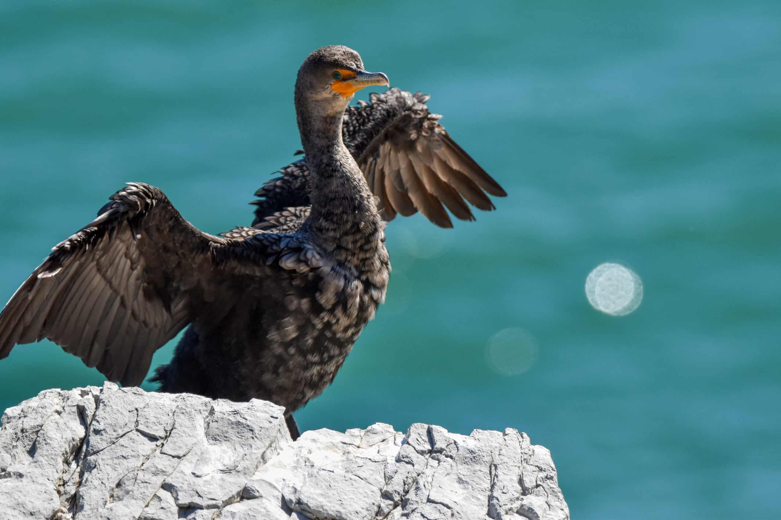 Double-crested Cormorants at forillon national park