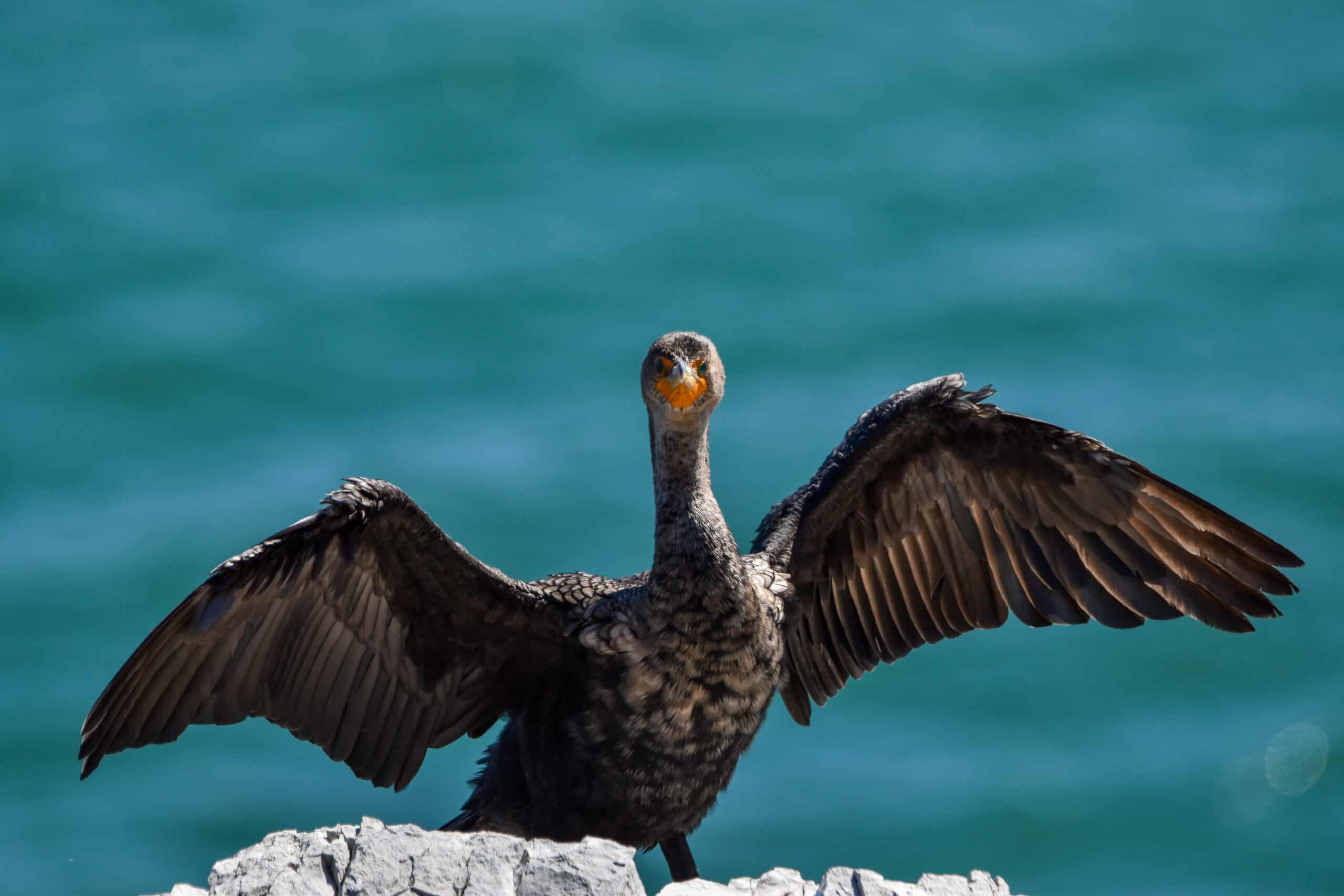 Double-crested Cormorants at Cap Bon Ami