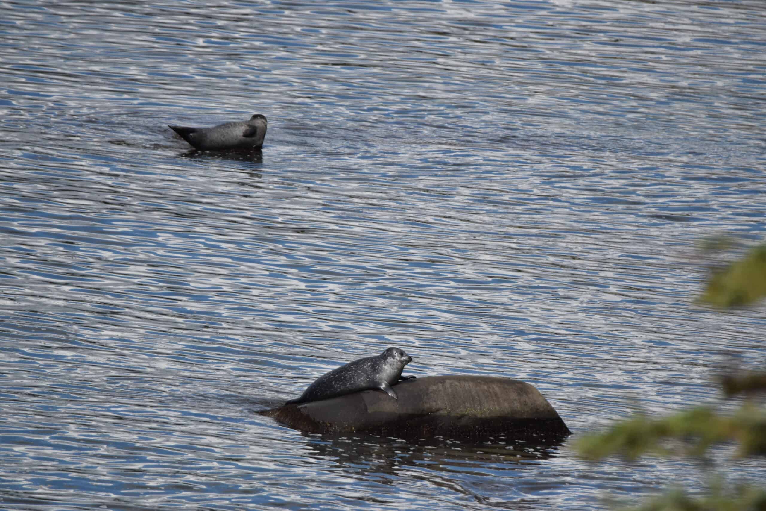 seals sea lions forillon national park