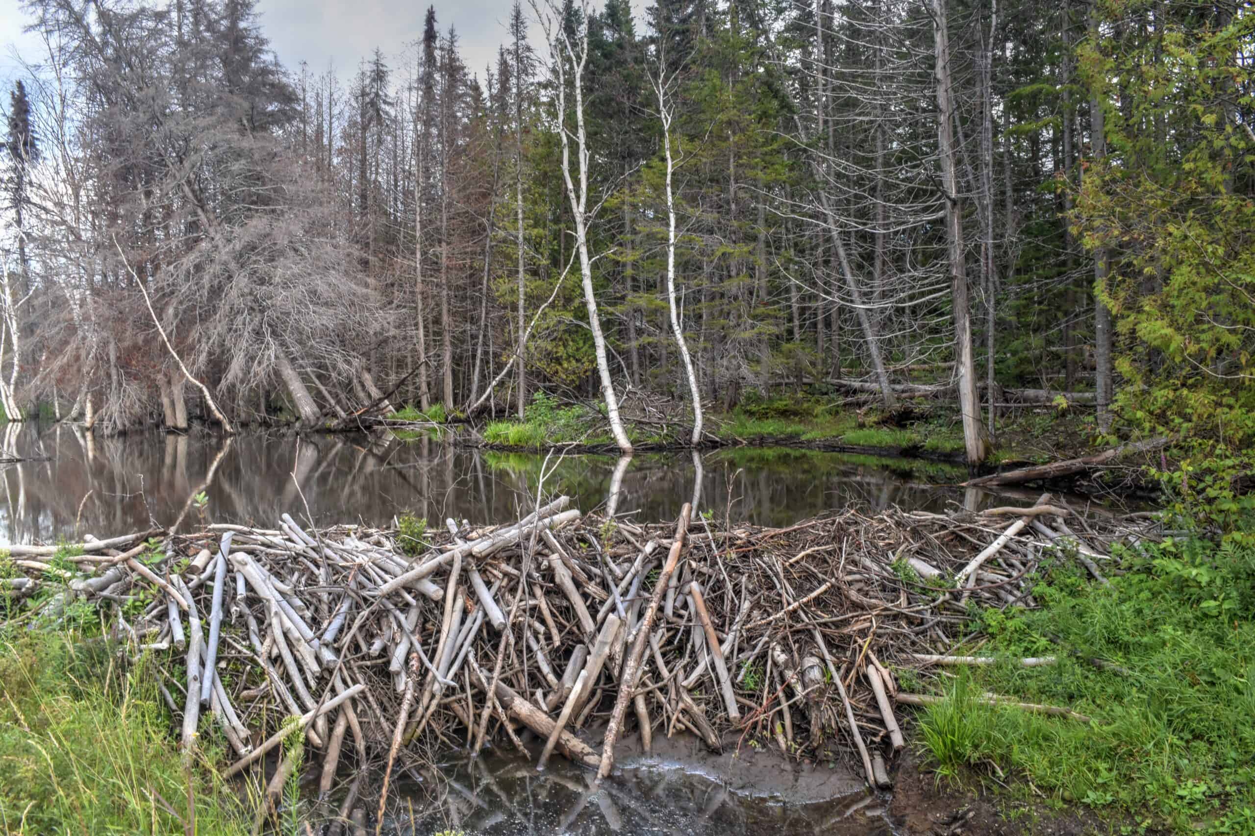 beaver dam in forillon national park
