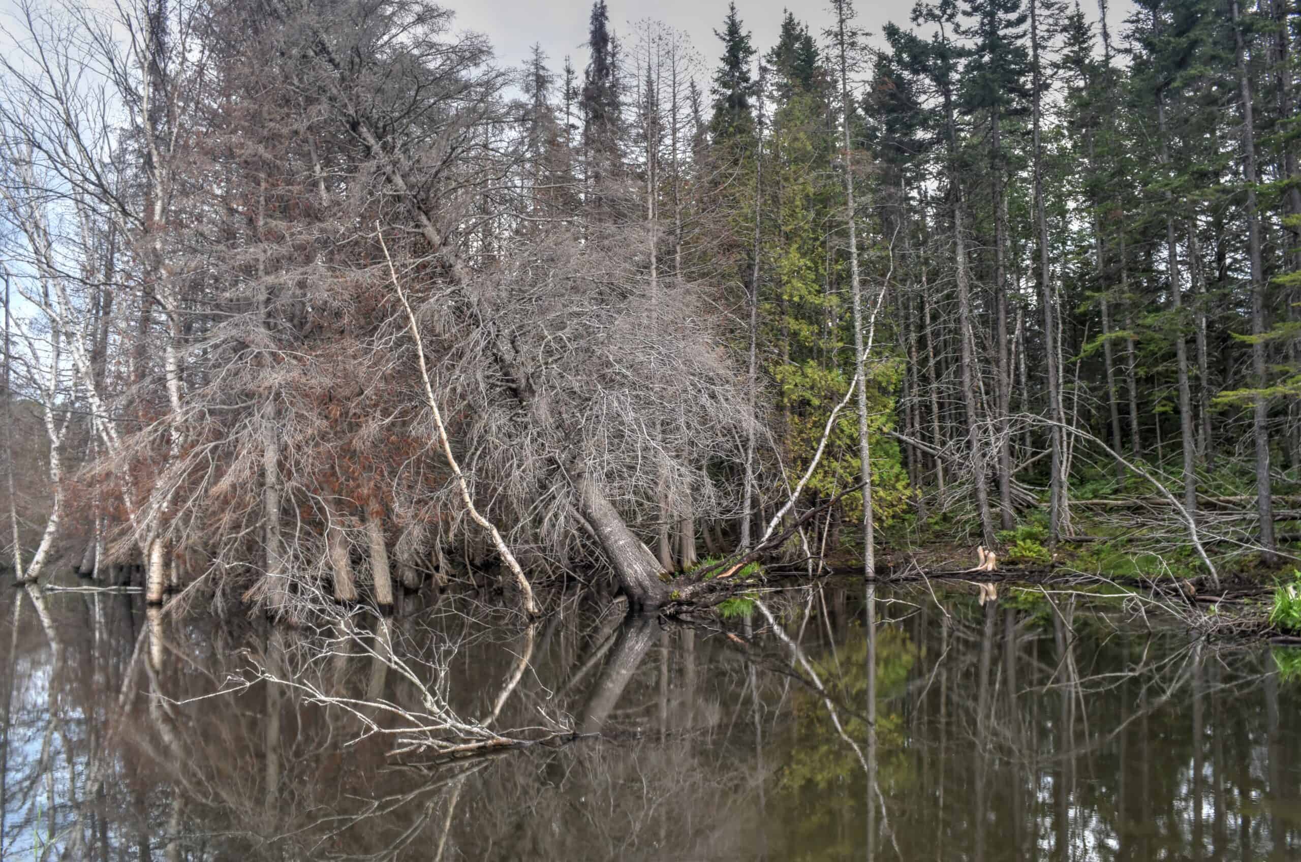 beaver pond in forillon national park gaspésie
