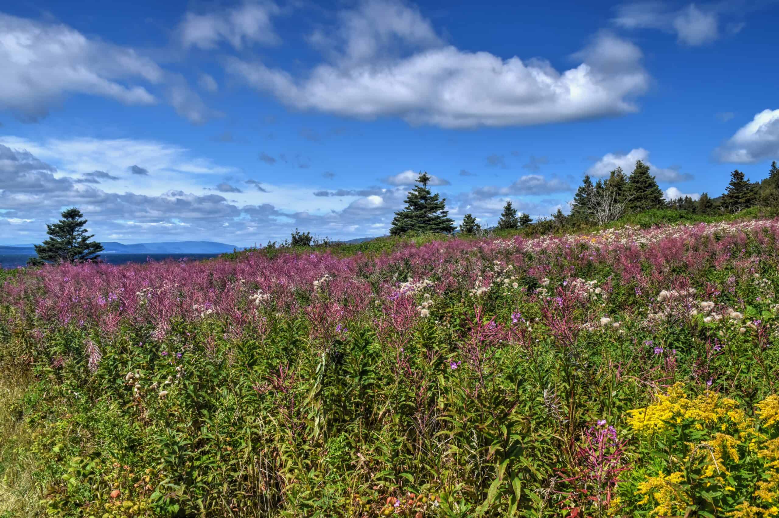 wildflowers Les Graves hiking trail in gaspésie national park in gaspésie