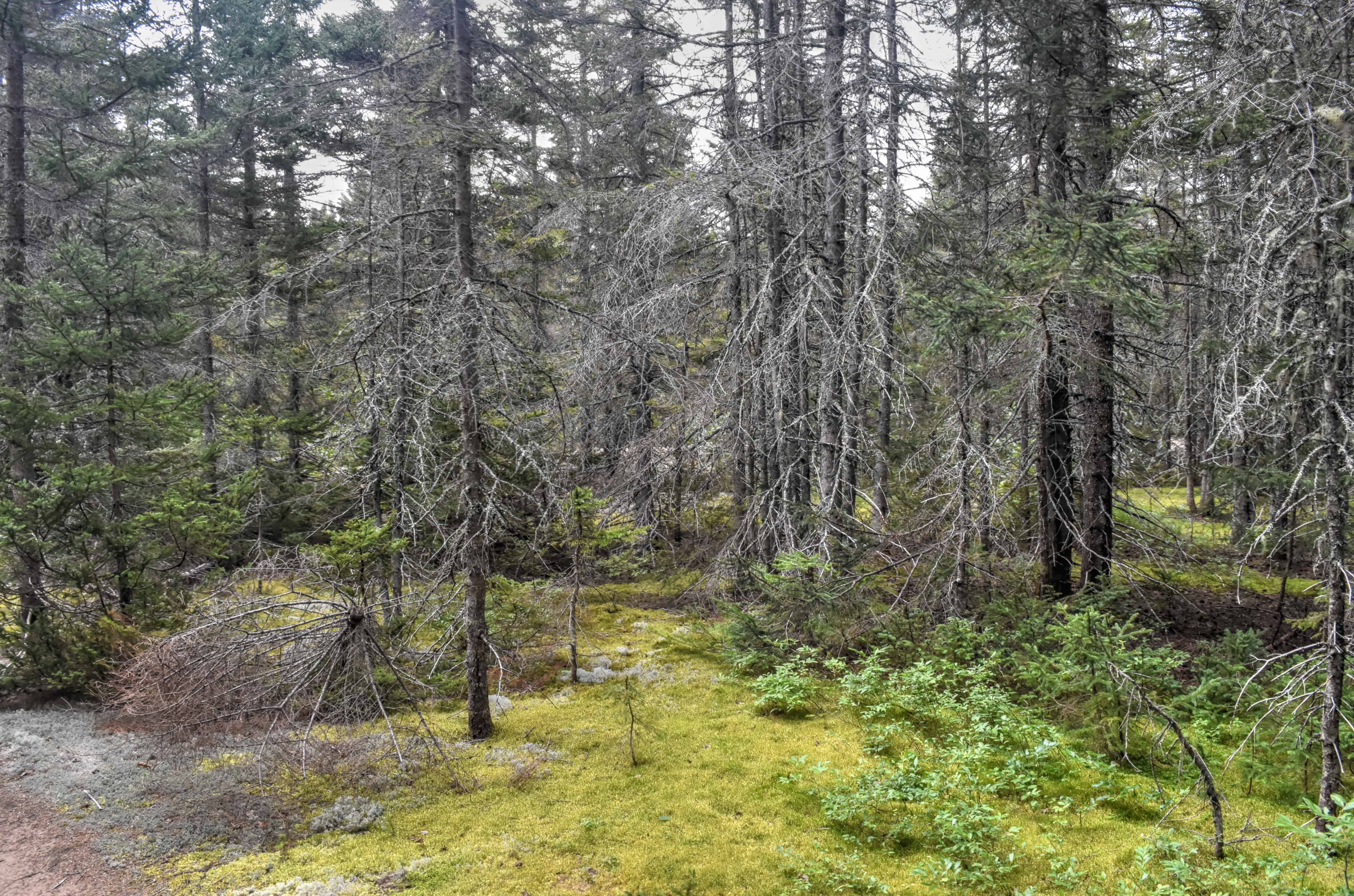 mossy trees la taiga hiking trail forillon national park