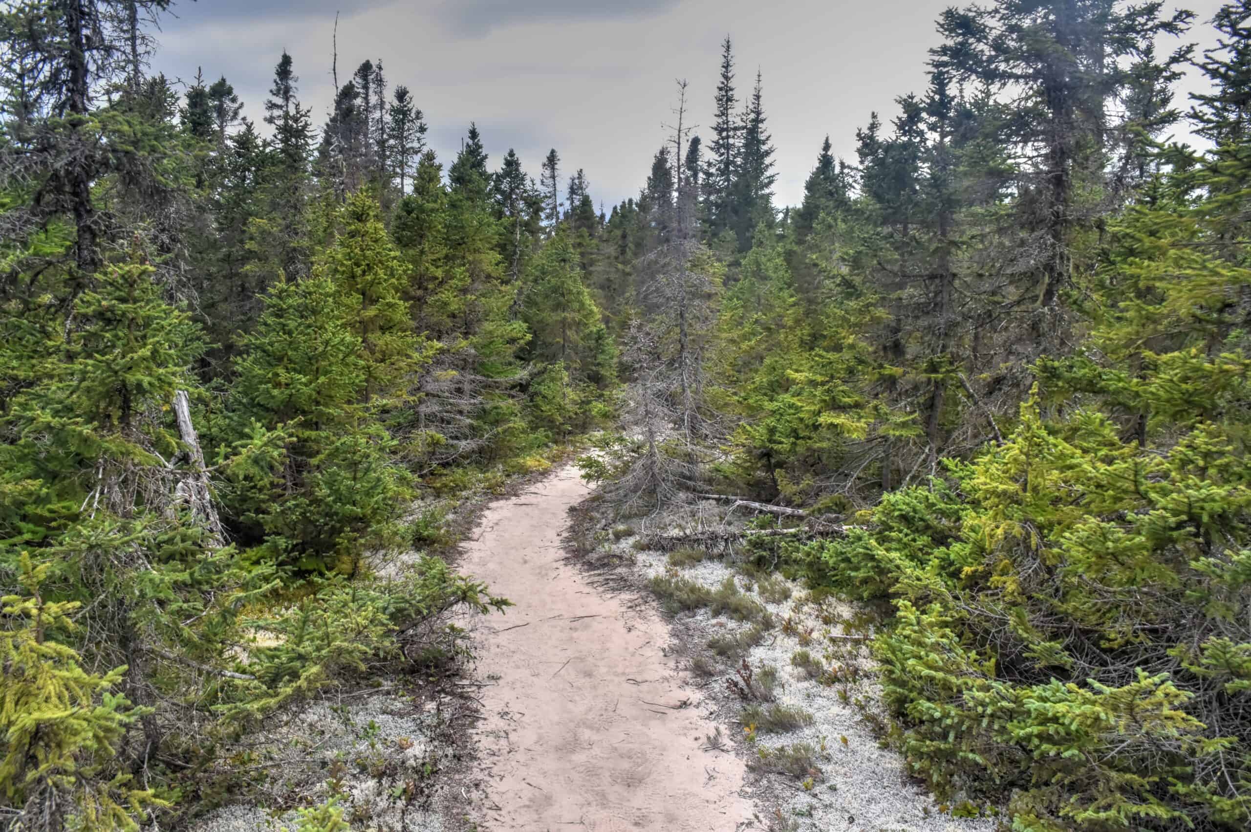 la taiga hiking trail forillon national park gaspésie
