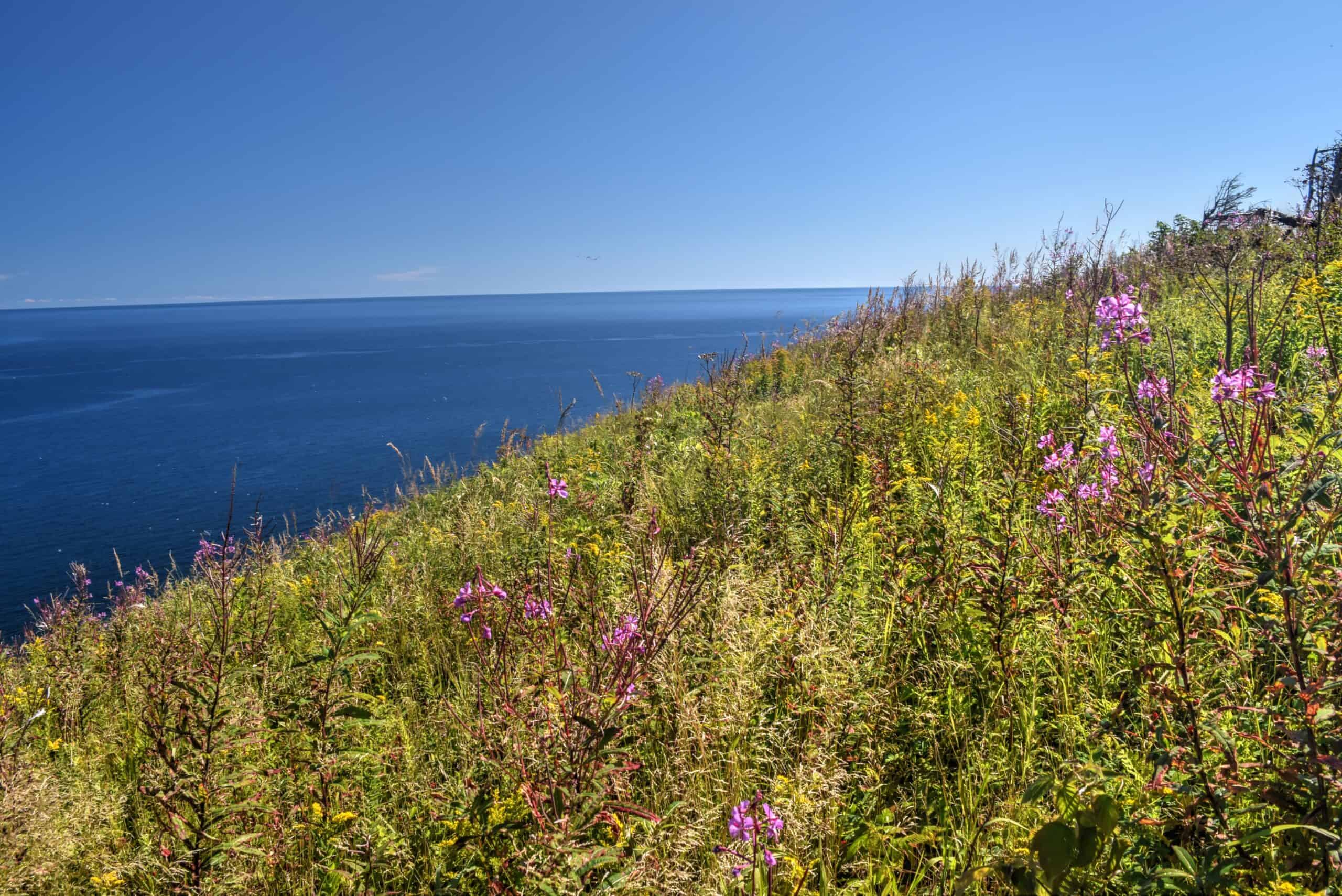 coastal hiking views bonaventure island and wildflowers on mousse trail