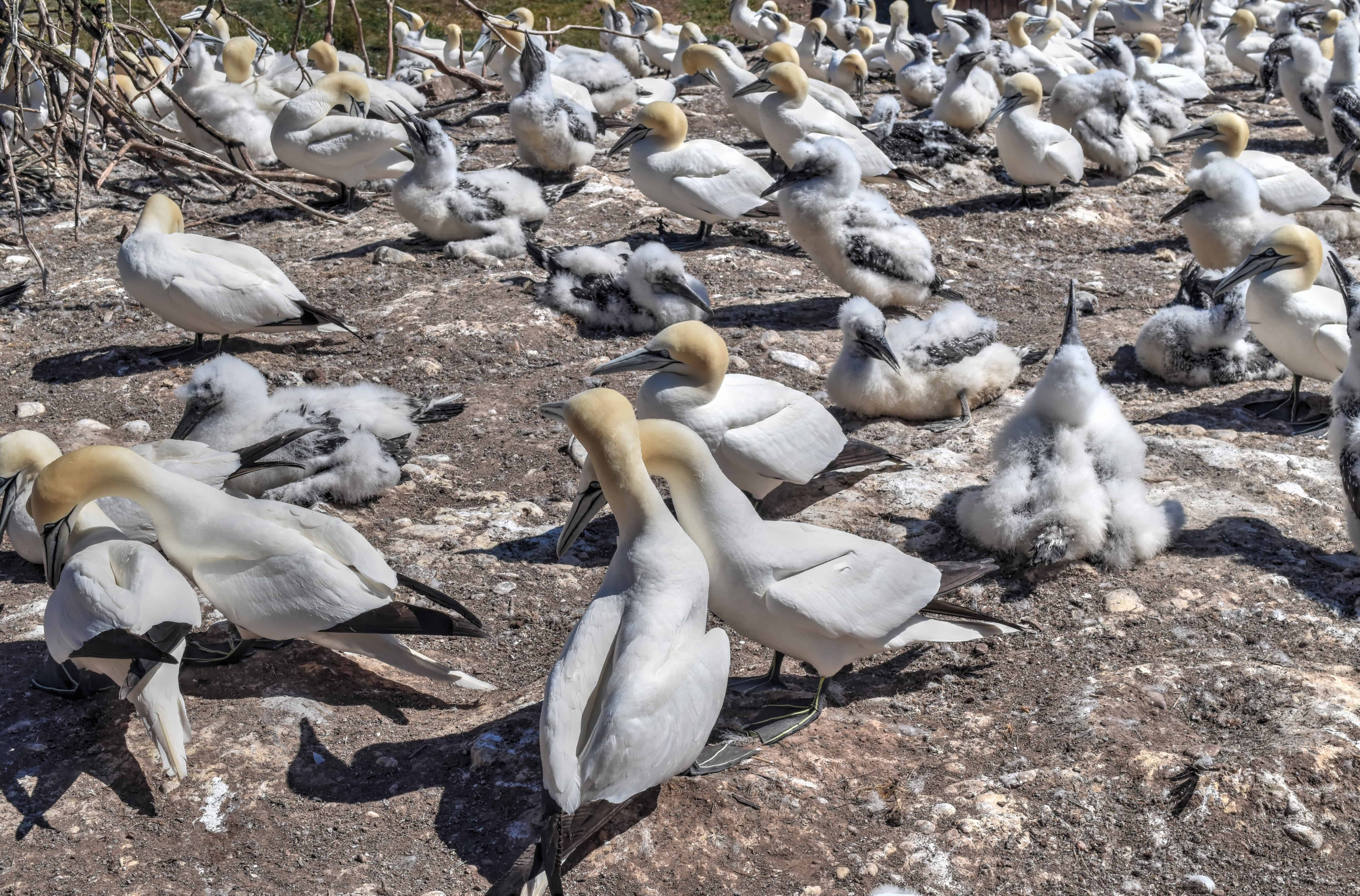 colony northern gannet bonaventure island