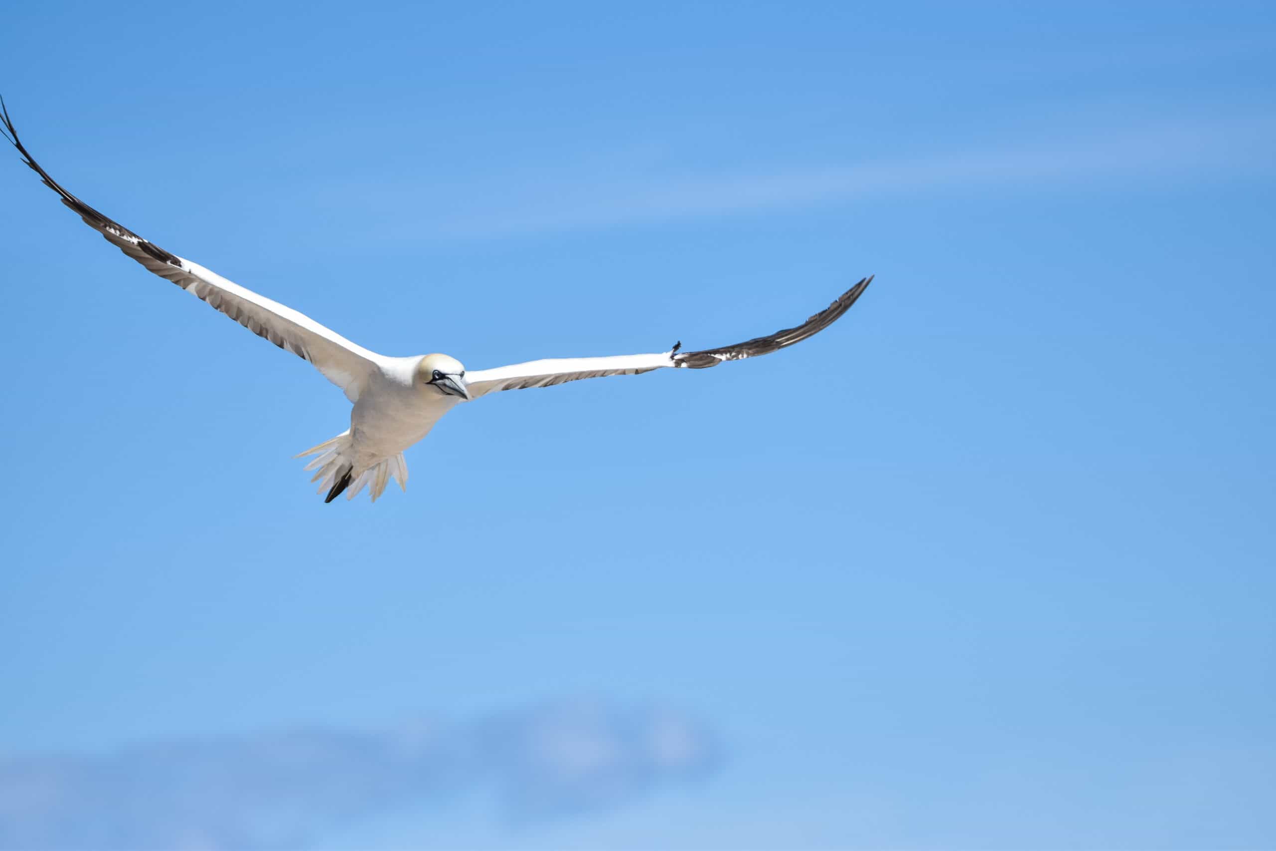 flying northern gannet bonaventure island