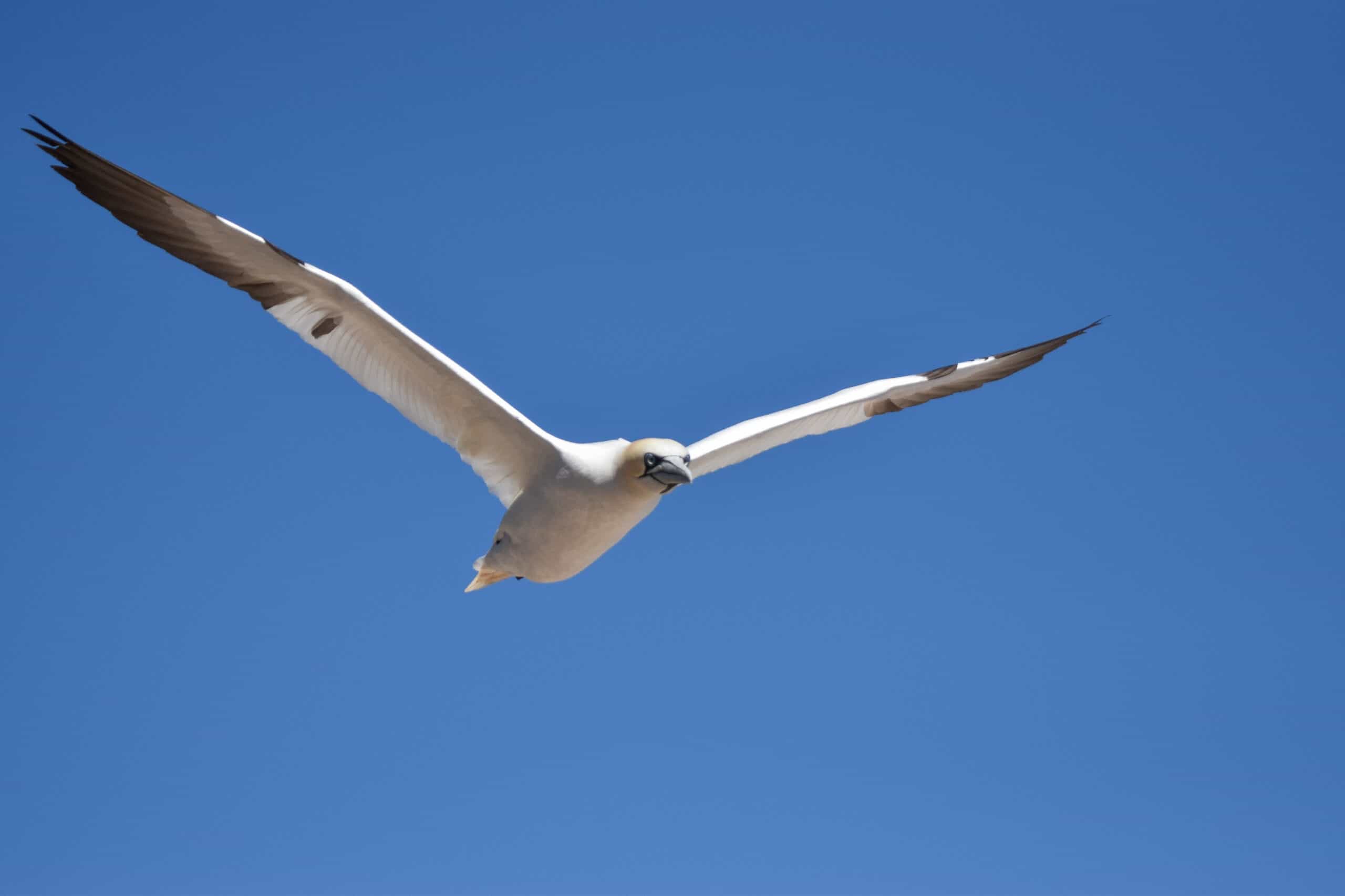 flying northern gannet bonaventure island
