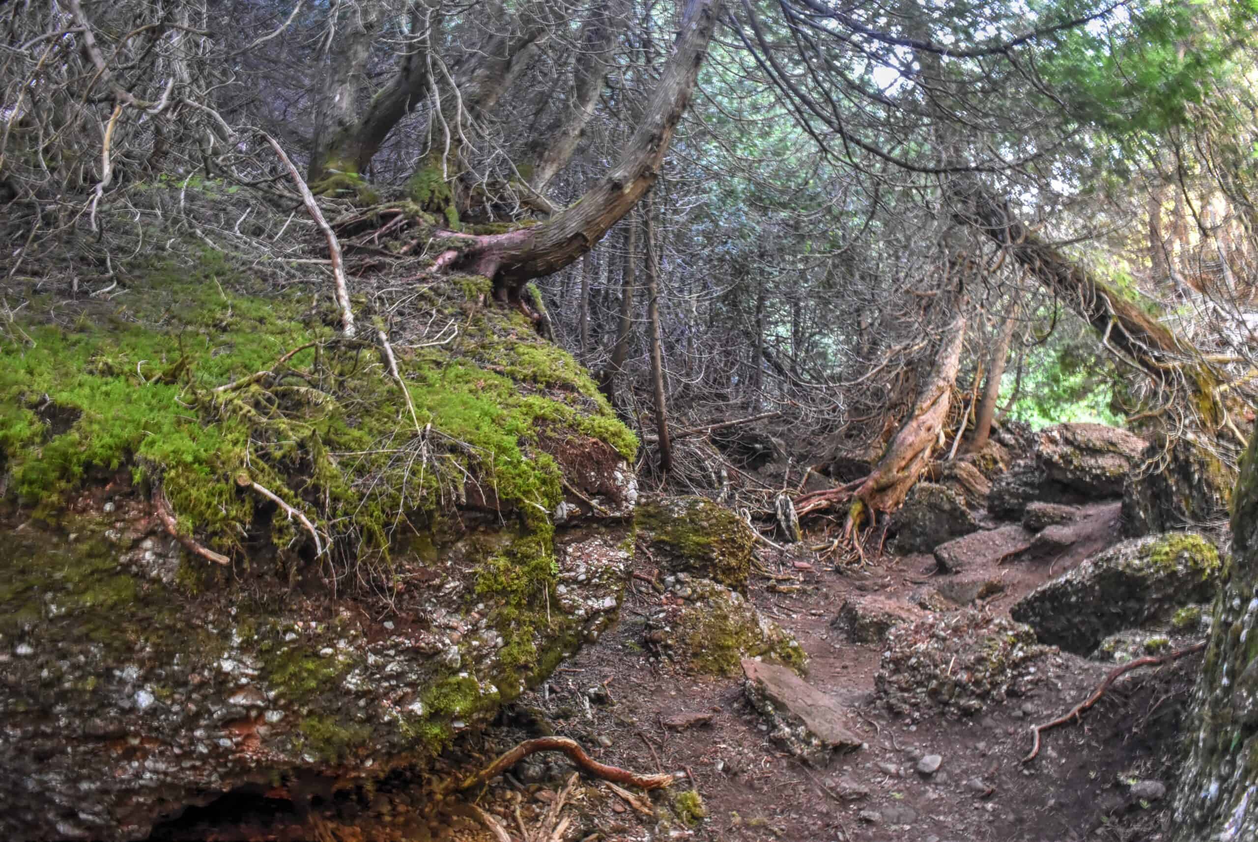 magic forest trail percé UNESCO geopark