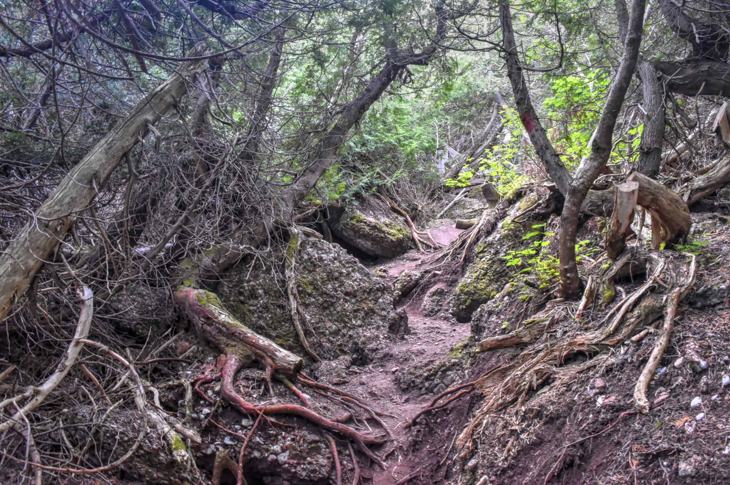 magic forest trail percé UNESCO geopark