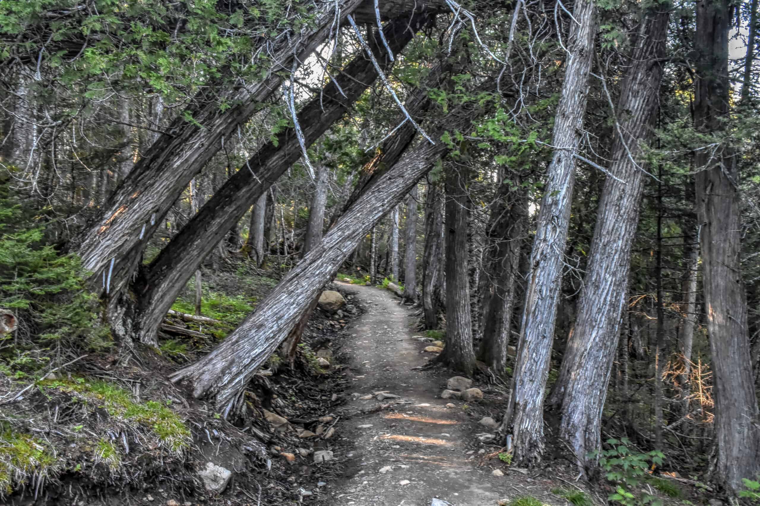 falling tree forest trail gaspéie national park la saillie