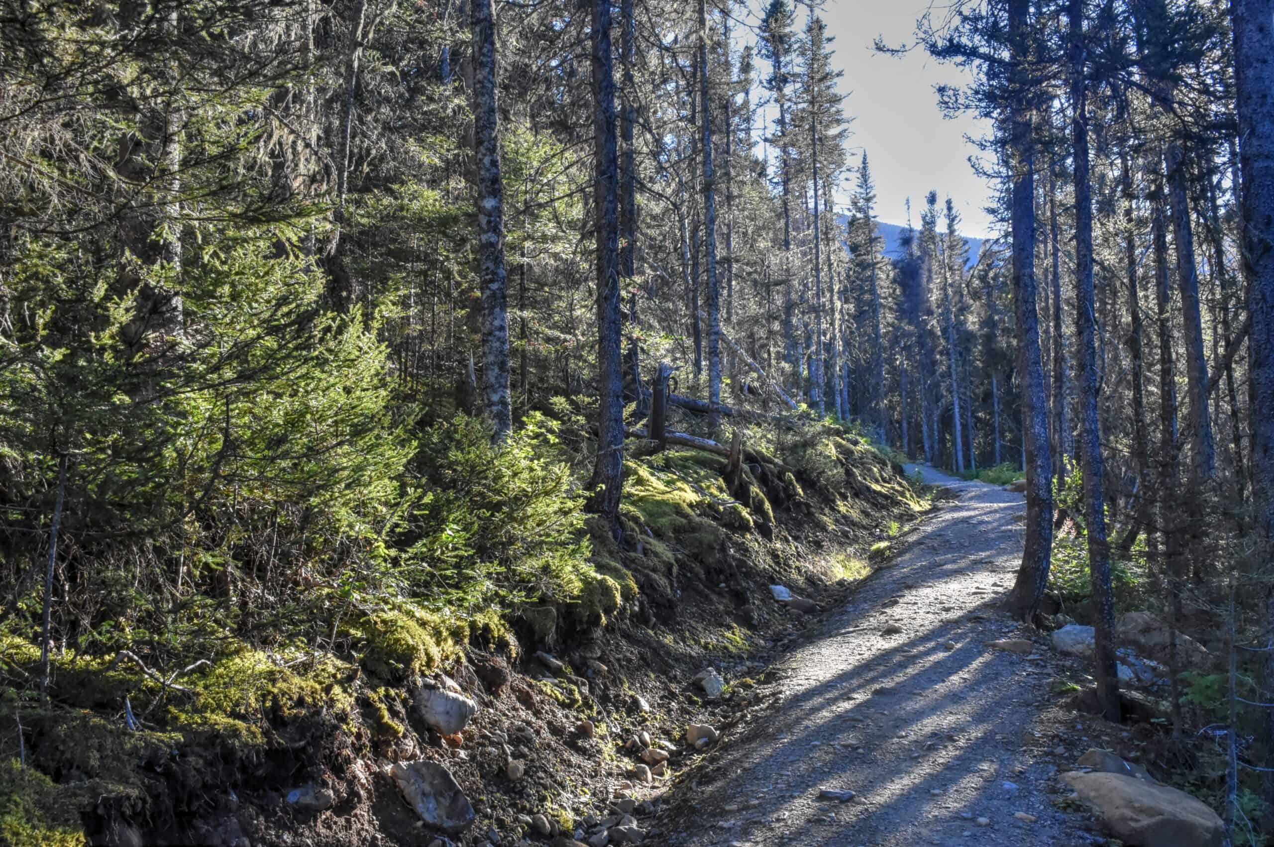 forest trail gaspéie national park la saillie